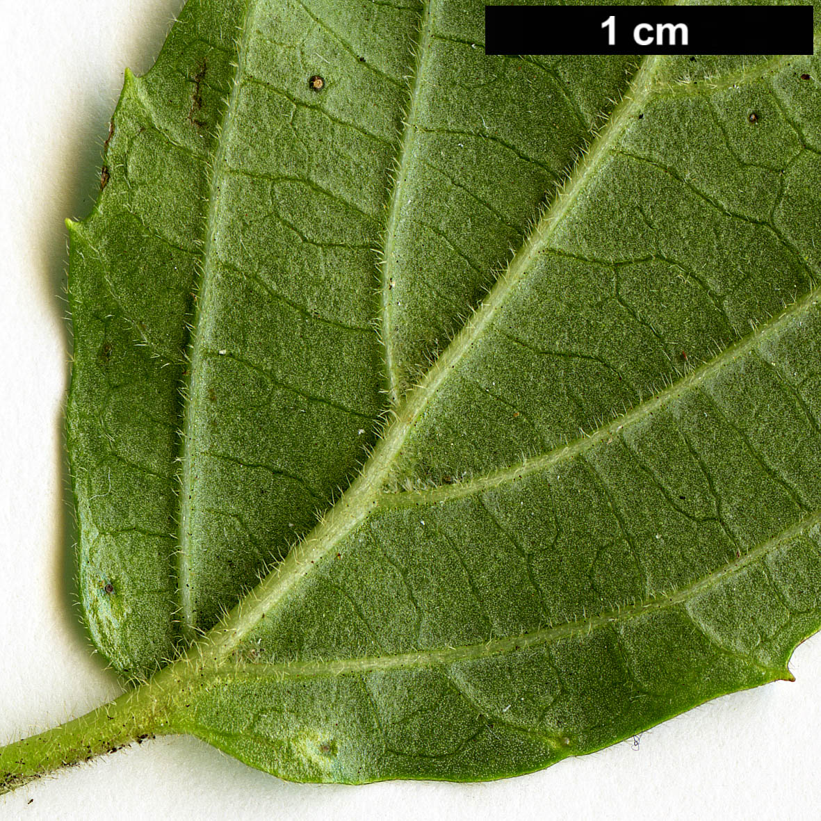 High resolution image: Family: Adoxaceae - Genus: Viburnum - Taxon: hoanglienense