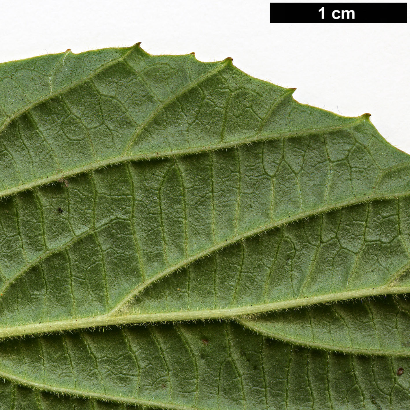 High resolution image: Family: Adoxaceae - Genus: Viburnum - Taxon: hoanglienense