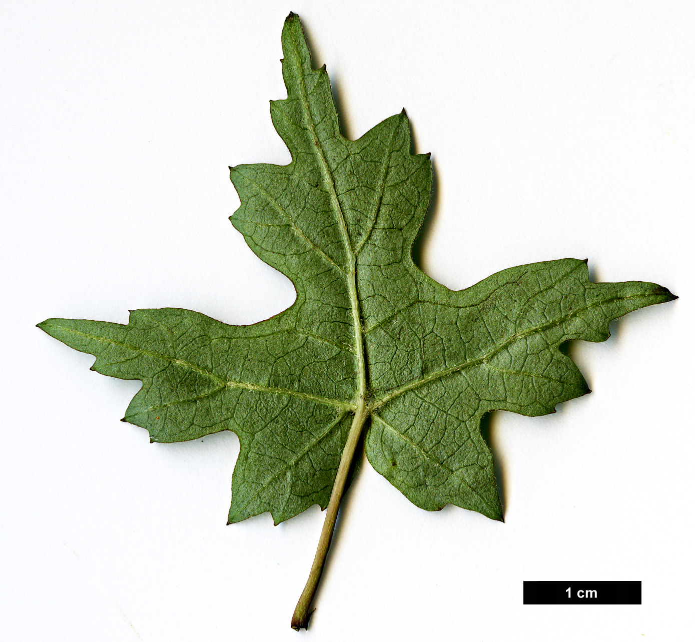 High resolution image: Family: Adoxaceae - Genus: Viburnum - Taxon: kansuense