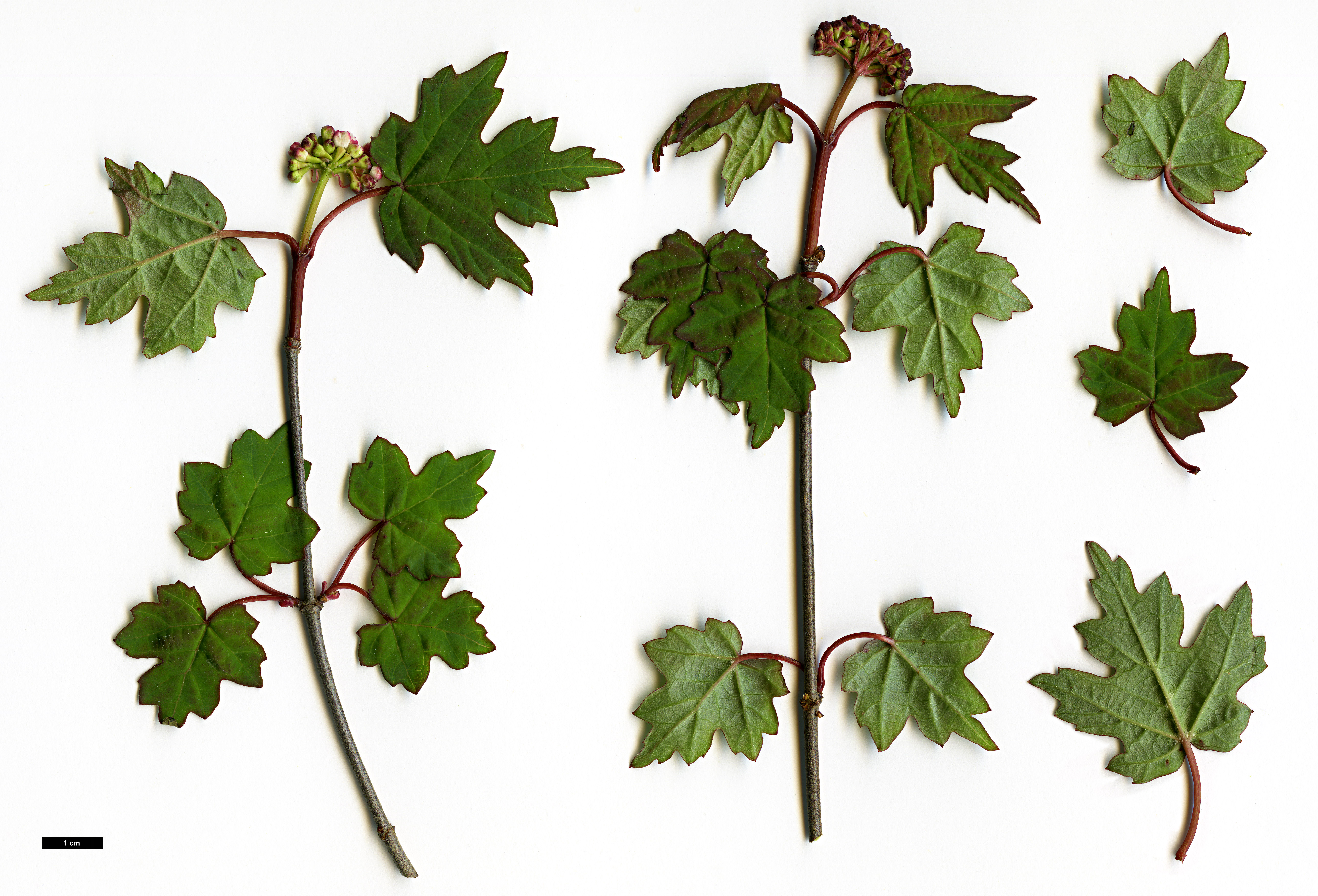 High resolution image: Family: Adoxaceae - Genus: Viburnum - Taxon: kansuense