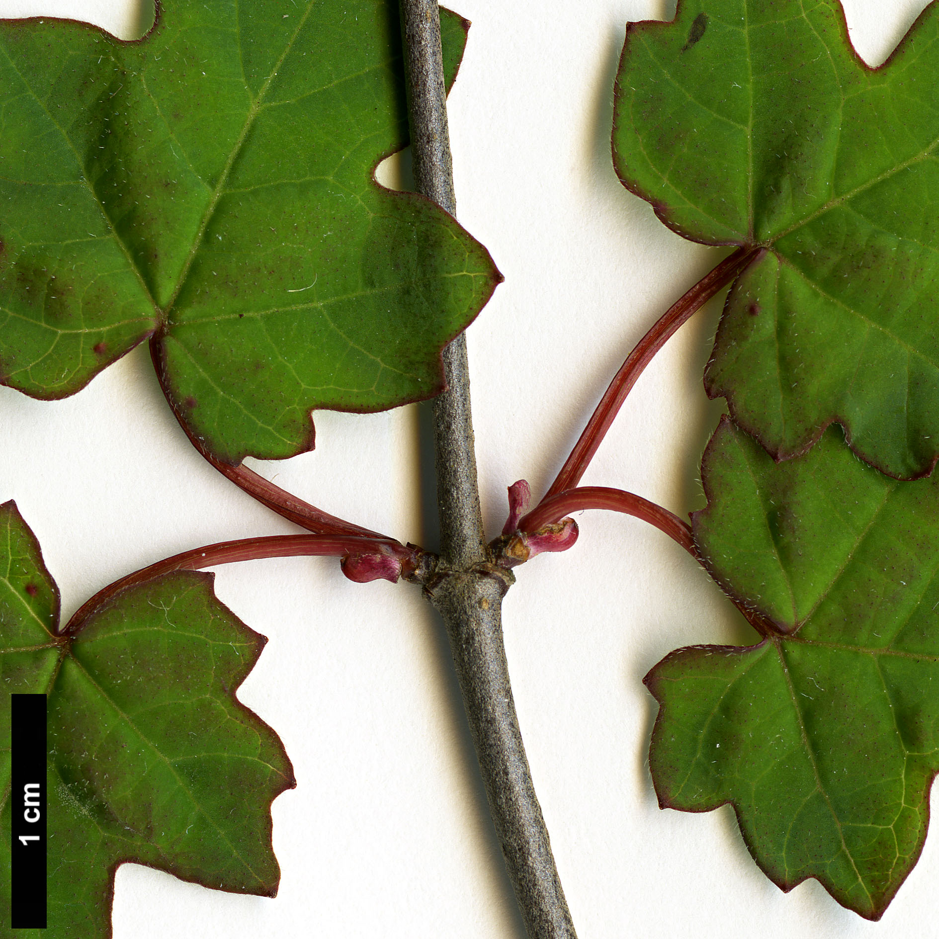 High resolution image: Family: Adoxaceae - Genus: Viburnum - Taxon: kansuense