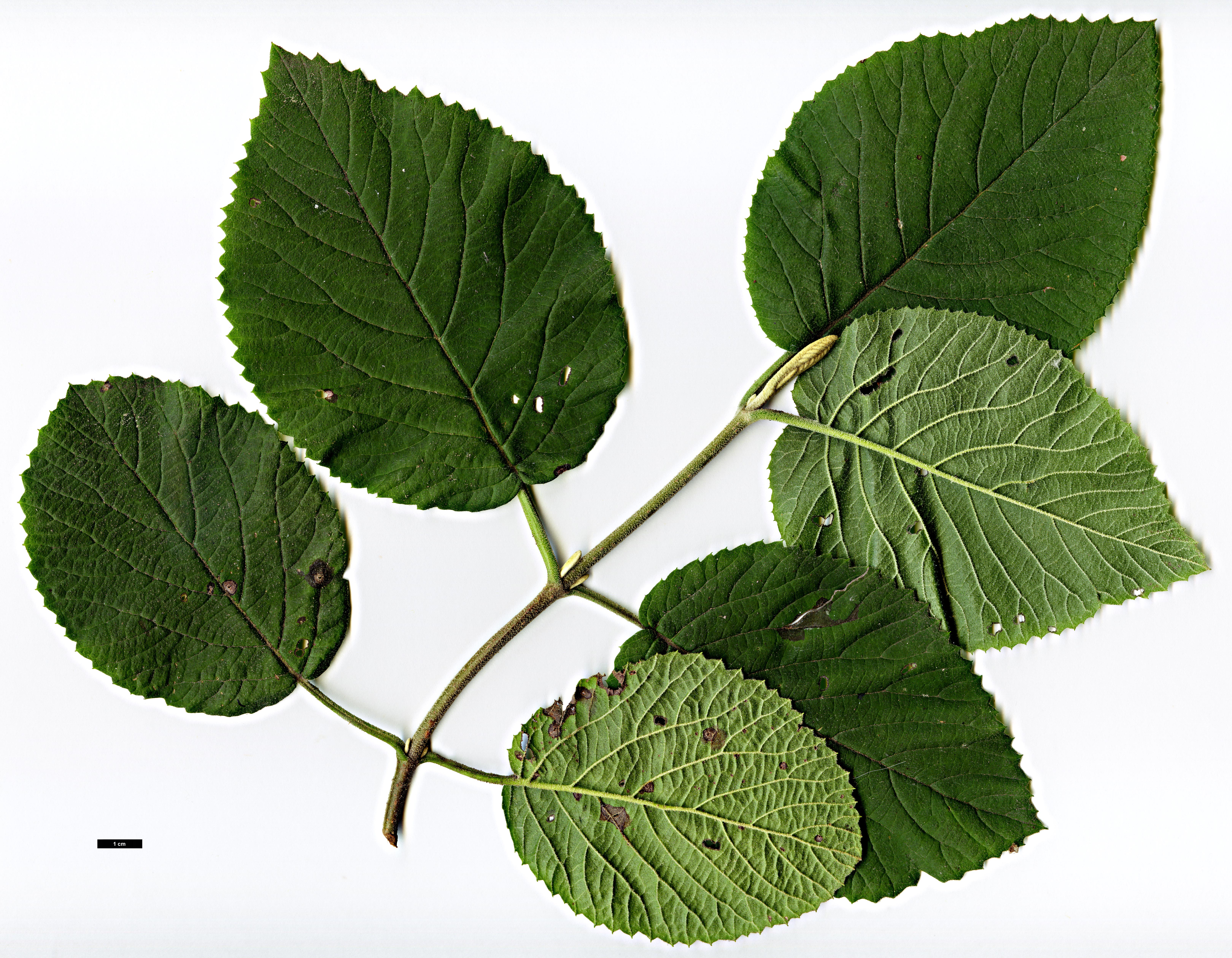 High resolution image: Family: Adoxaceae - Genus: Viburnum - Taxon: lantana