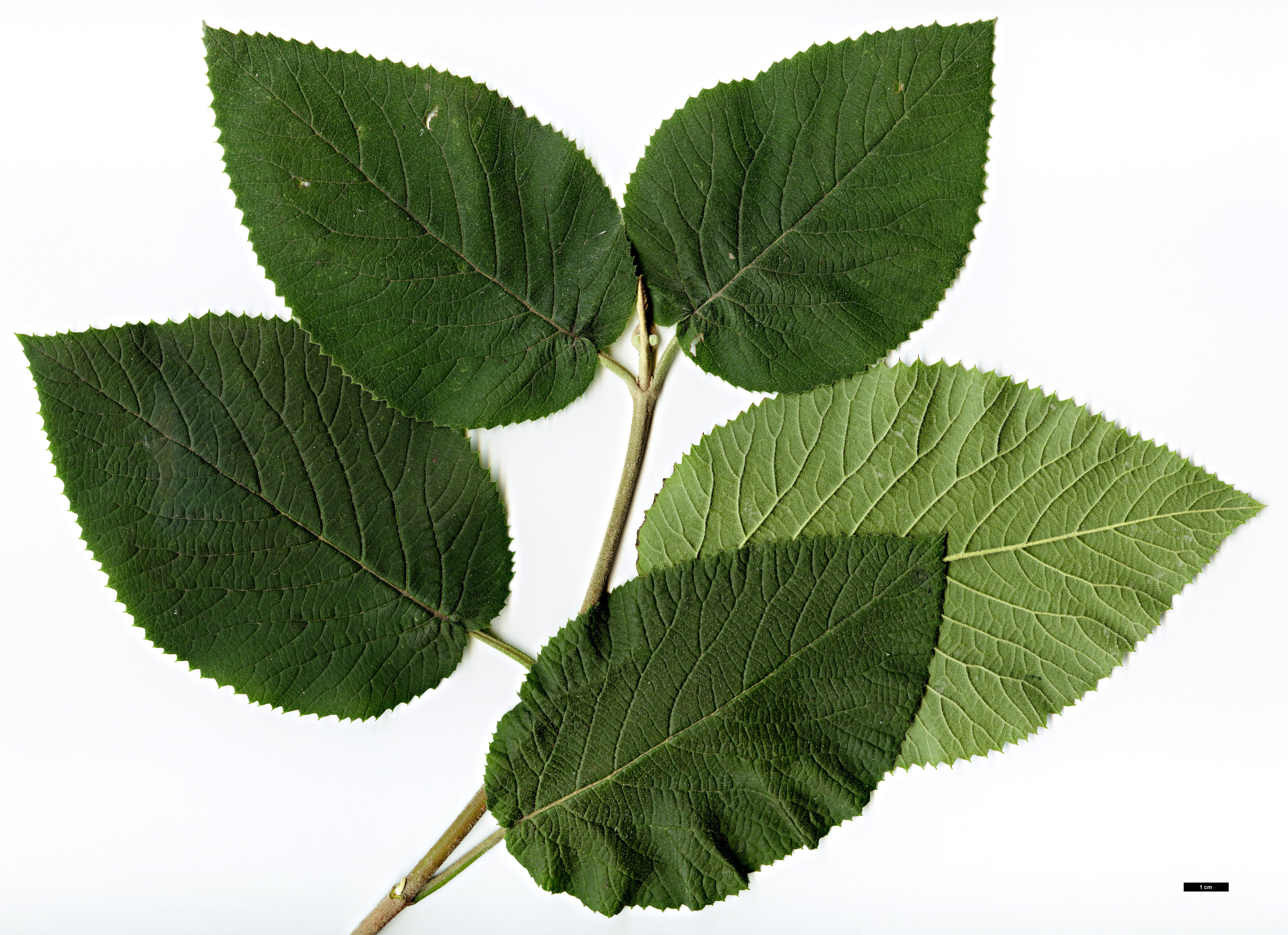 High resolution image: Family: Adoxaceae - Genus: Viburnum - Taxon: lantana