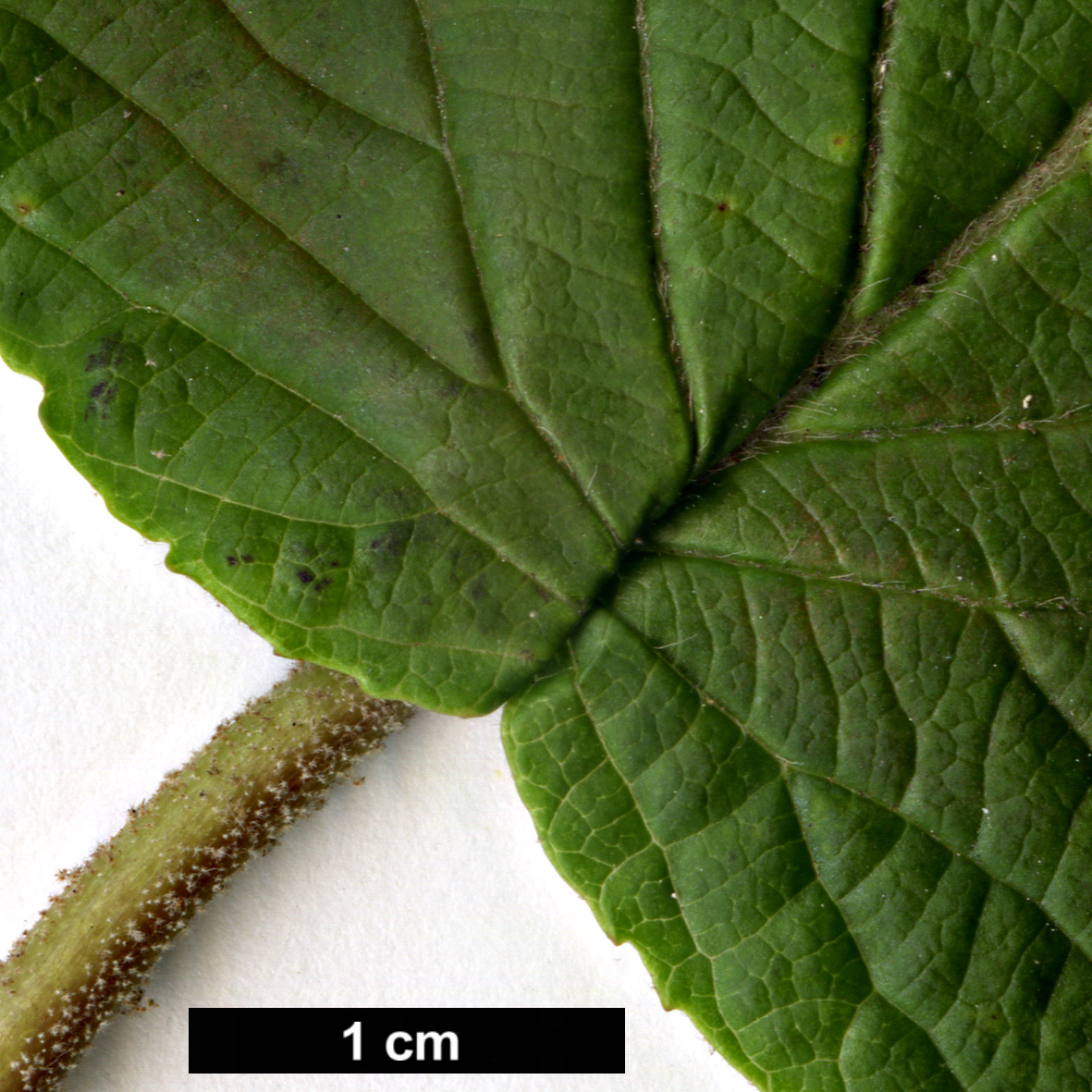 High resolution image: Family: Adoxaceae - Genus: Viburnum - Taxon: lantanoides