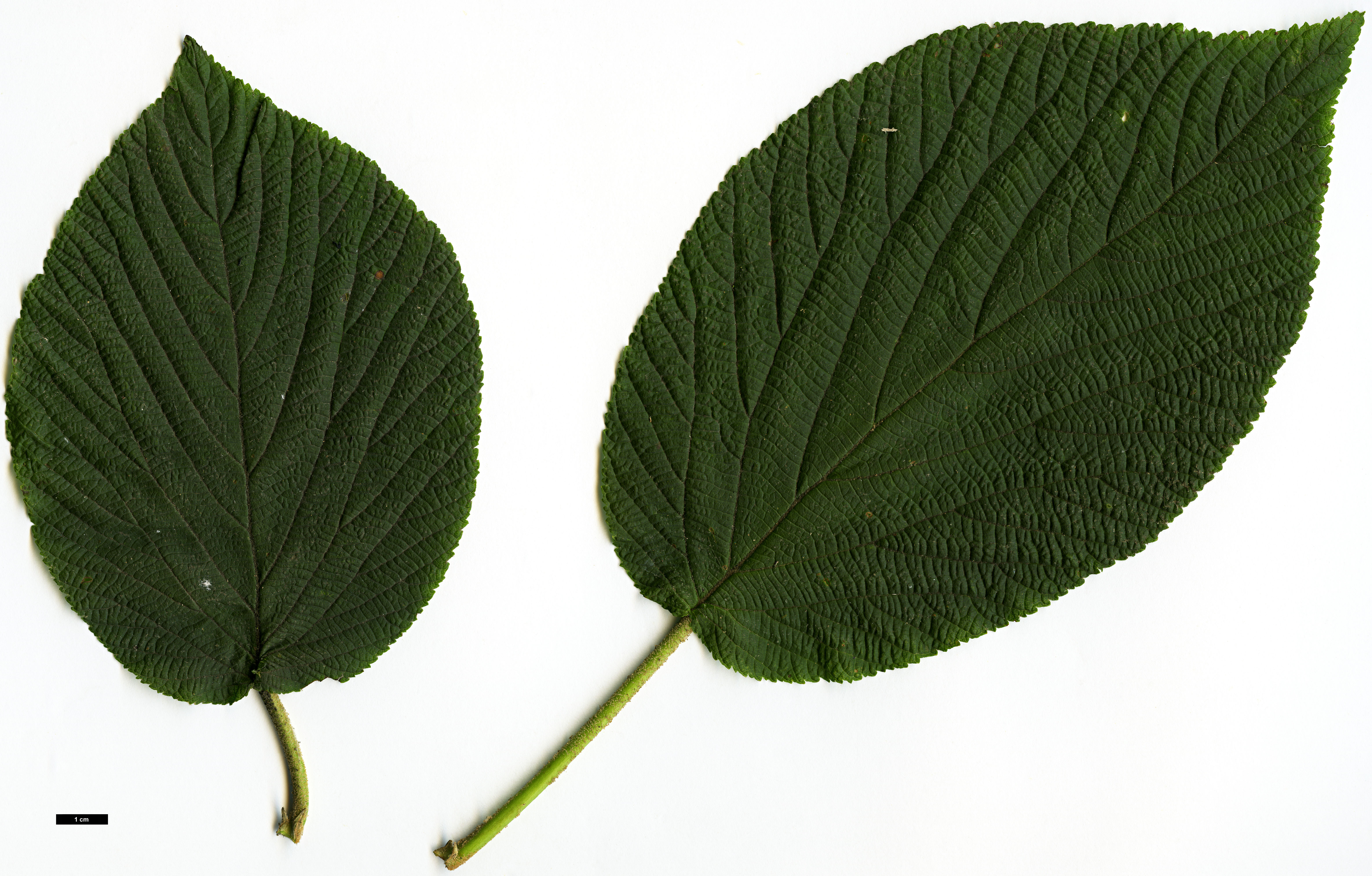 High resolution image: Family: Adoxaceae - Genus: Viburnum - Taxon: lantanoides