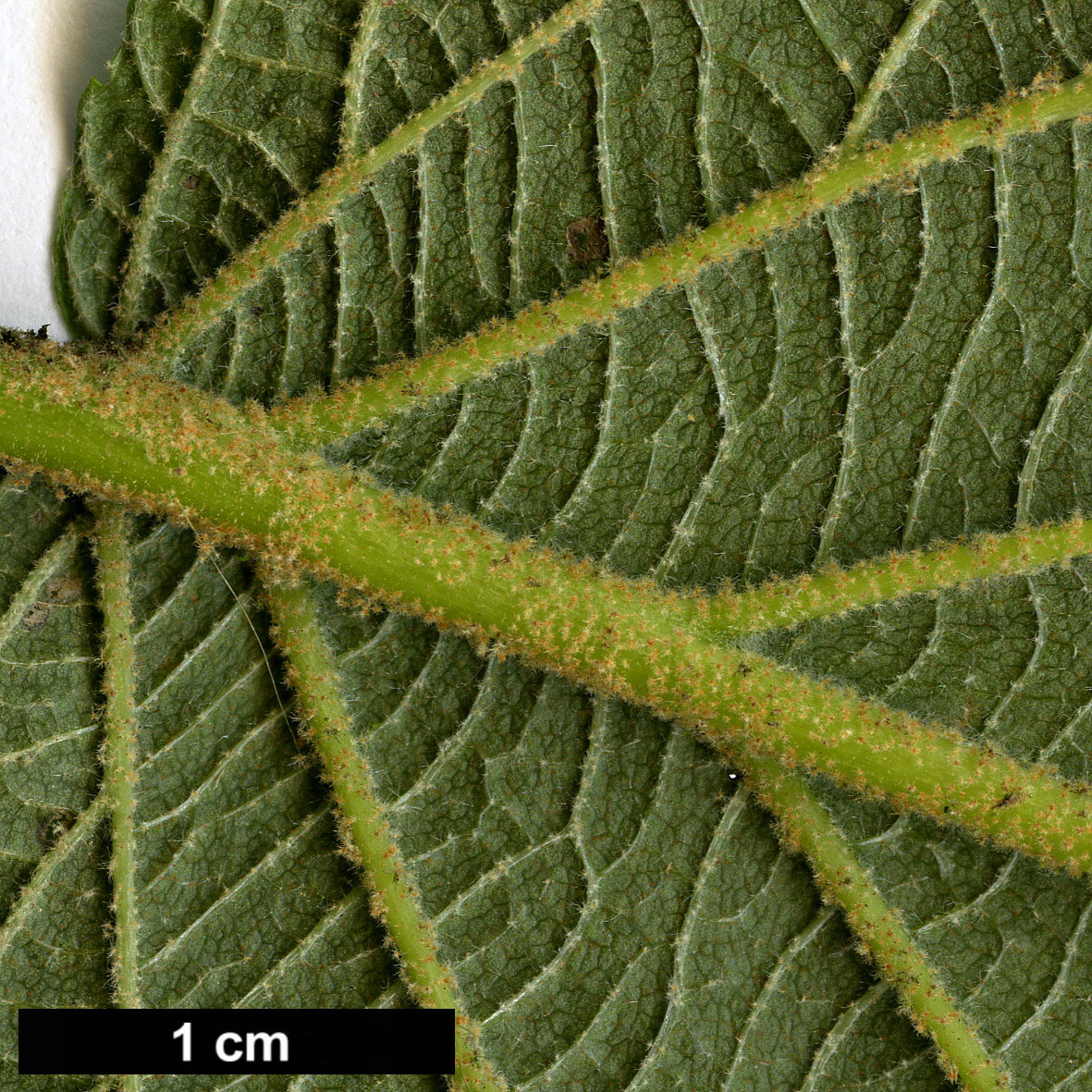 High resolution image: Family: Adoxaceae - Genus: Viburnum - Taxon: lantanoides