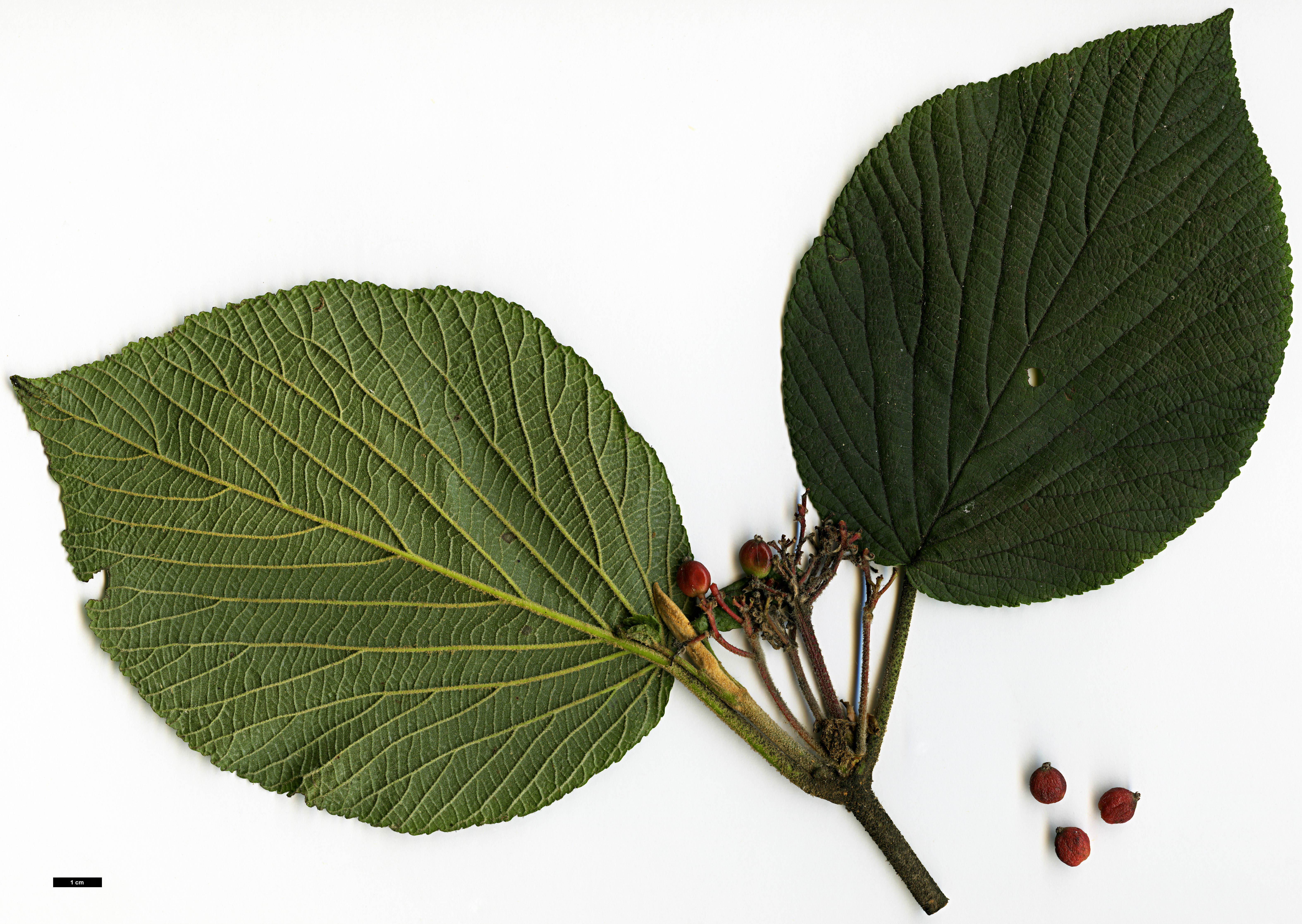 High resolution image: Family: Adoxaceae - Genus: Viburnum - Taxon: lantanoides