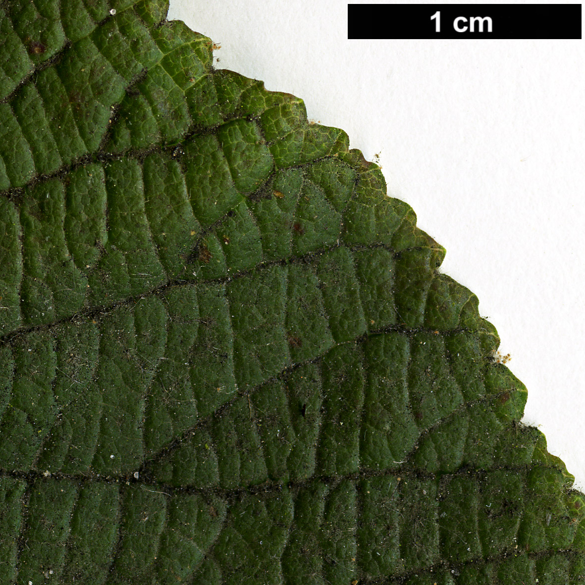 High resolution image: Family: Adoxaceae - Genus: Viburnum - Taxon: lantanoides High resolution image: Family: Adoxaceae - Genus: Viburnum - Taxon: lantanoides