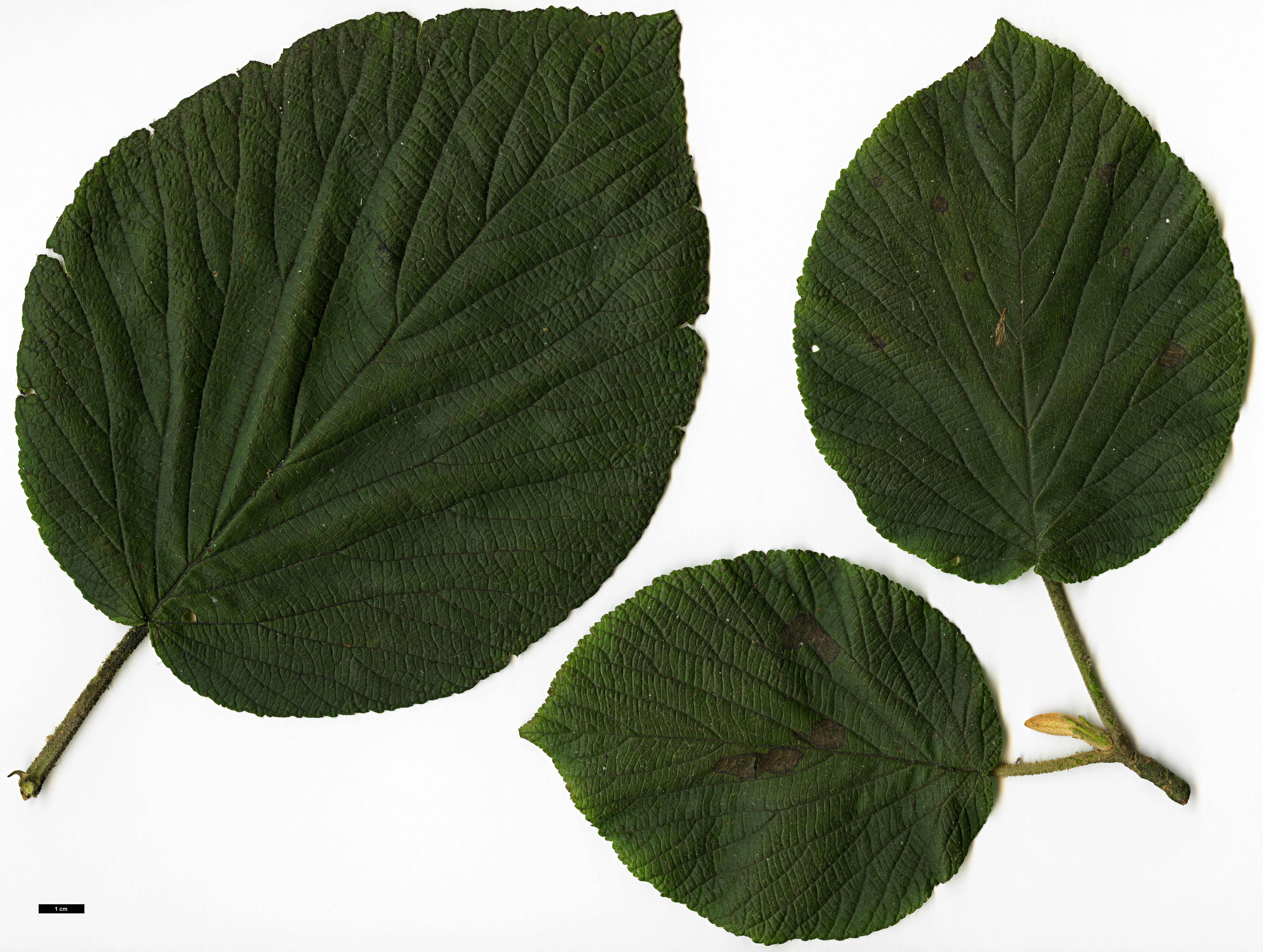 High resolution image: Family: Adoxaceae - Genus: Viburnum - Taxon: lantanoides