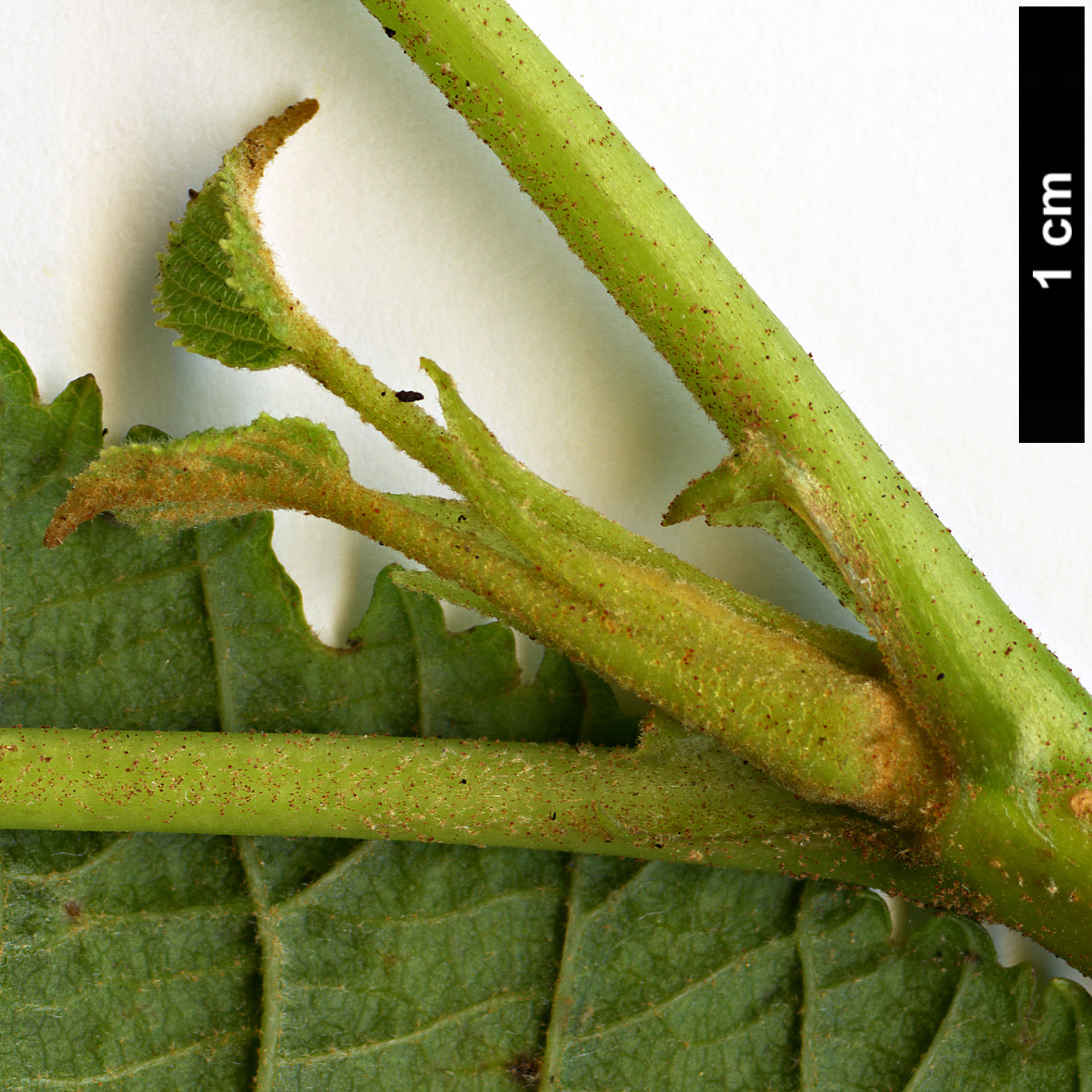 High resolution image: Family: Adoxaceae - Genus: Viburnum - Taxon: lantanoides