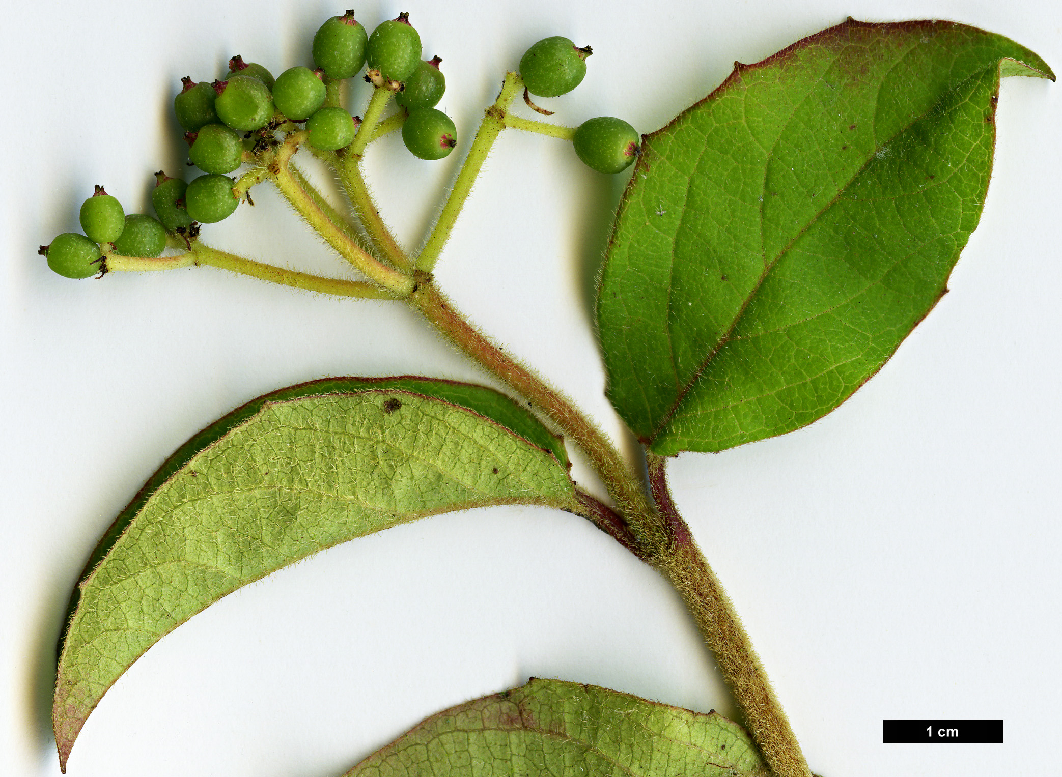 High resolution image: Family: Adoxaceae - Genus: Viburnum - Taxon: lautum