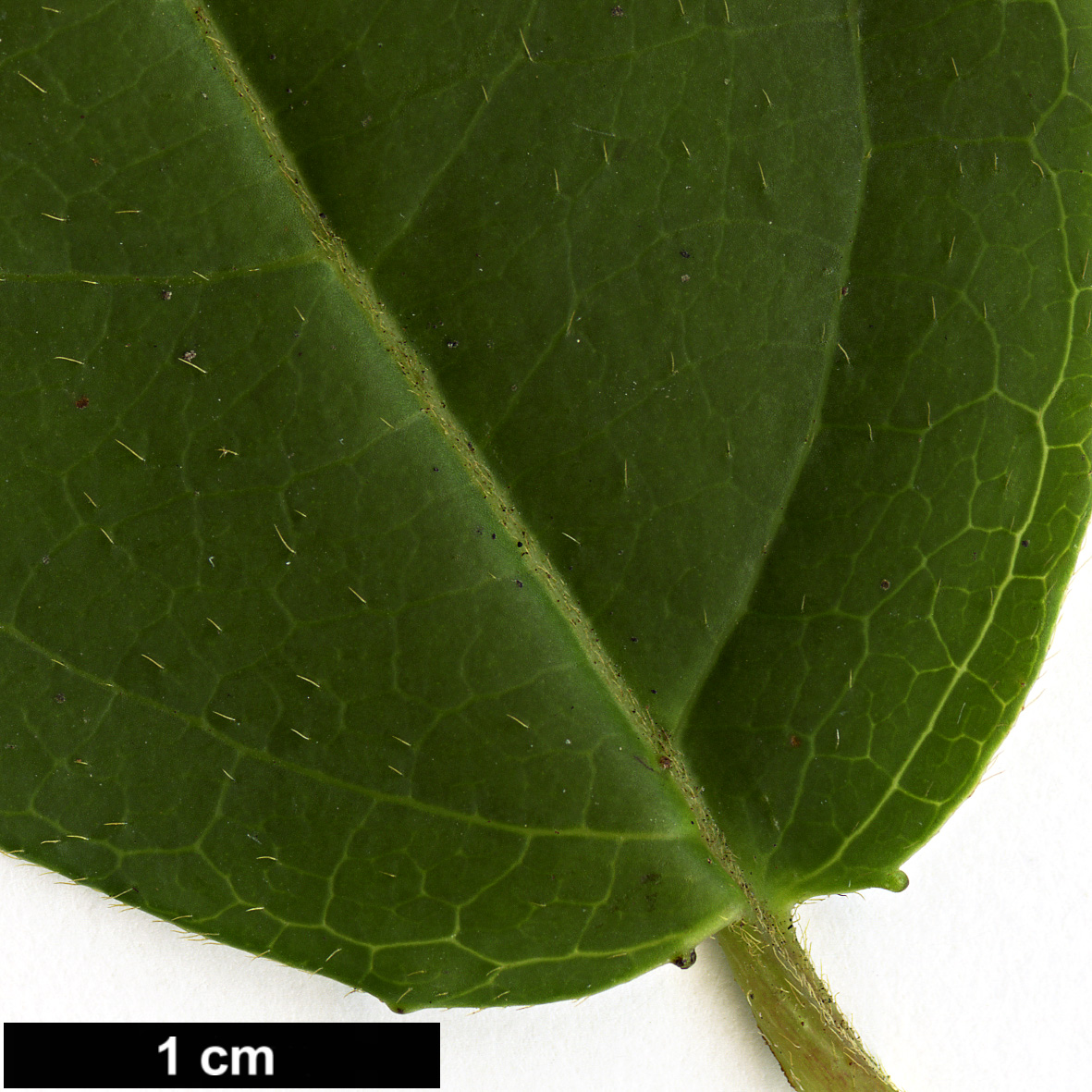 High resolution image: Family: Adoxaceae - Genus: Viburnum - Taxon: lautum