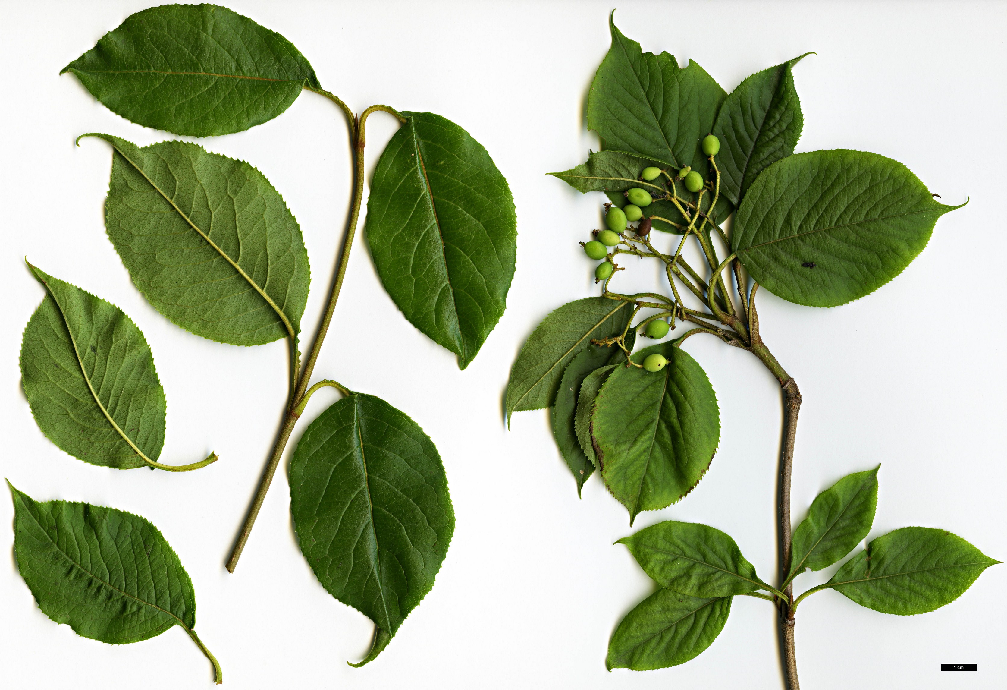 High resolution image: Family: Adoxaceae - Genus: Viburnum - Taxon: lentago