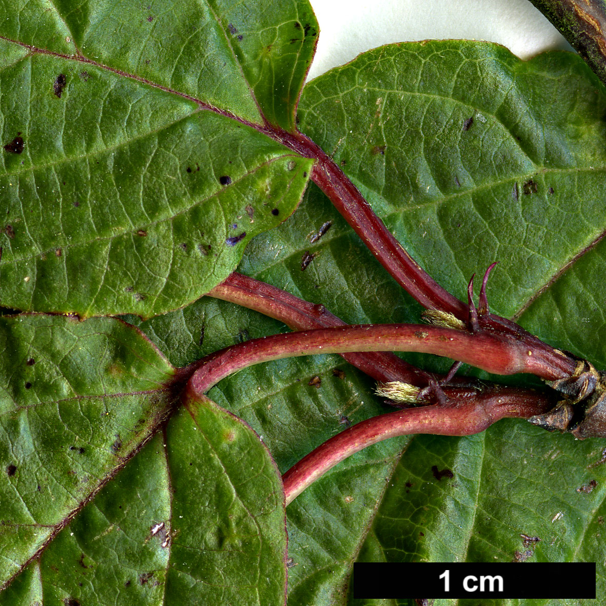 High resolution image: Family: Adoxaceae - Genus: Viburnum - Taxon: lobophyllum