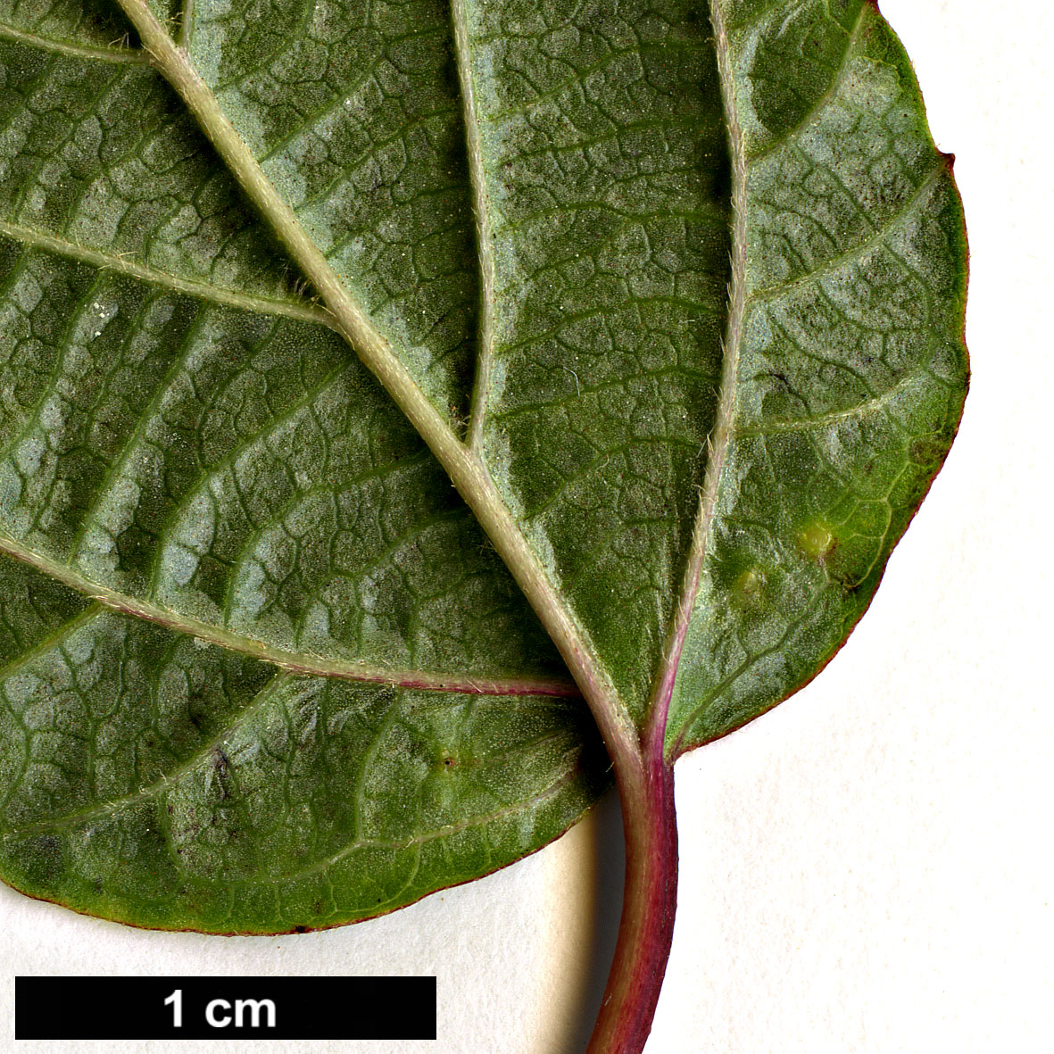 High resolution image: Family: Adoxaceae - Genus: Viburnum - Taxon: lobophyllum