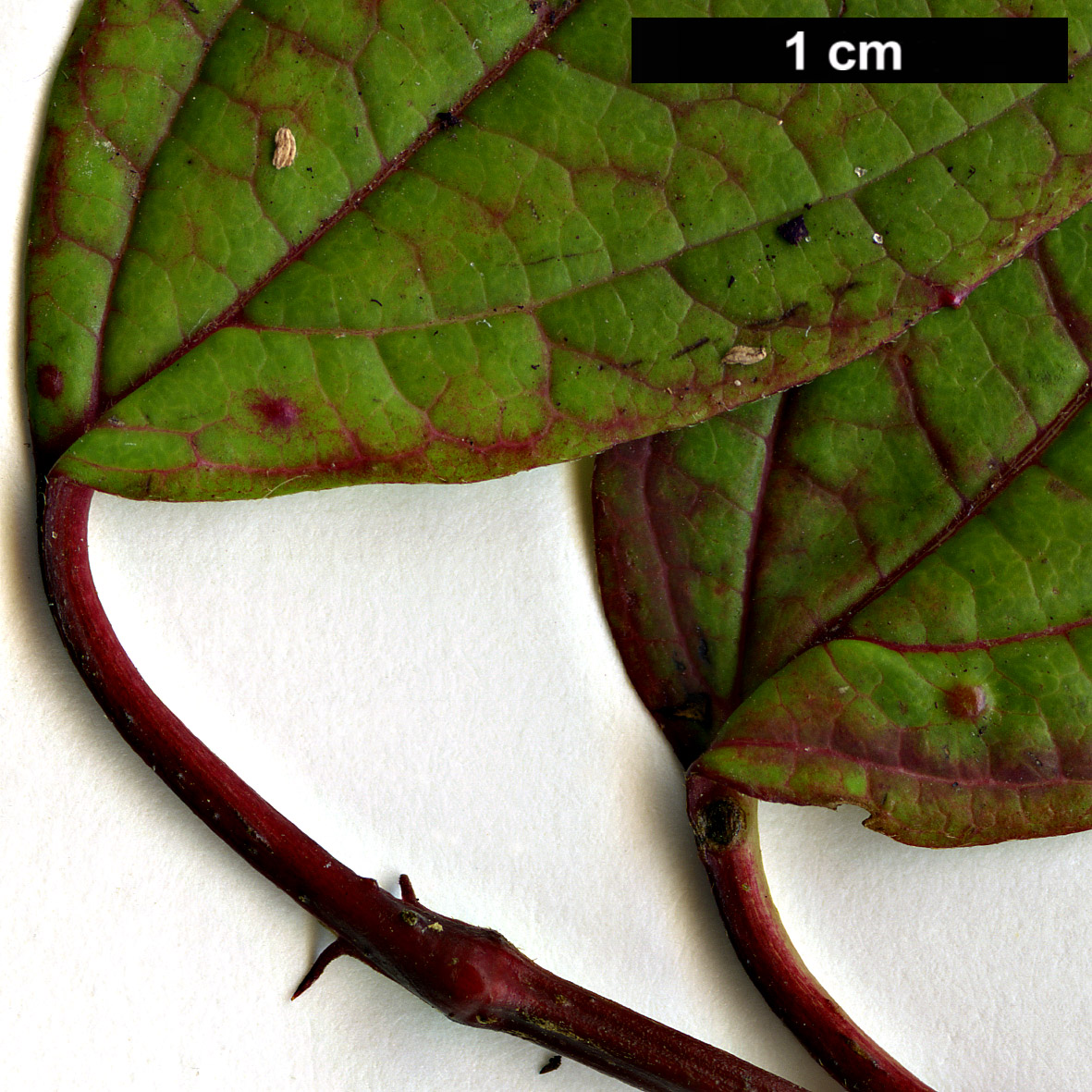 High resolution image: Family: Adoxaceae - Genus: Viburnum - Taxon: lobophyllum