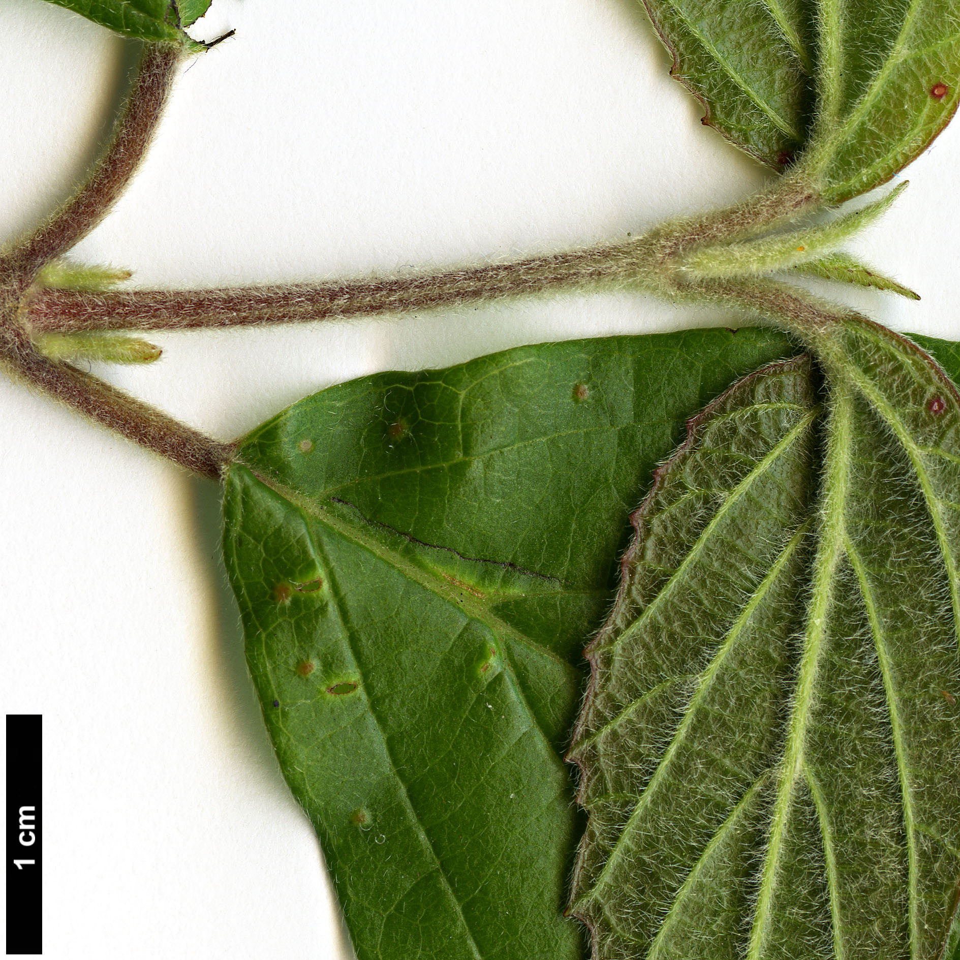 High resolution image: Family: Adoxaceae - Genus: Viburnum - Taxon: luzonicum