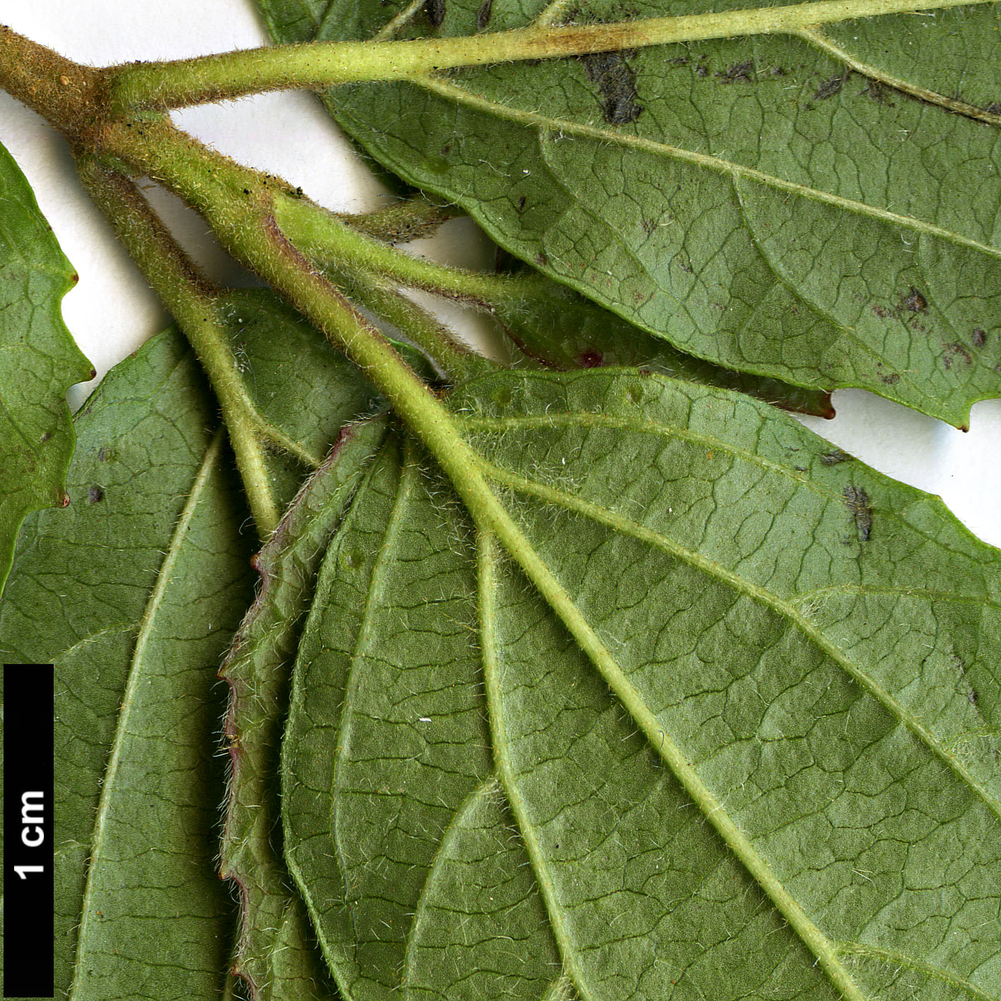 High resolution image: Family: Adoxaceae - Genus: Viburnum - Taxon: luzonicum