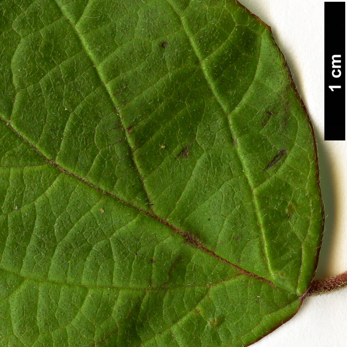 High resolution image: Family: Adoxaceae - Genus: Viburnum - Taxon: luzonicum