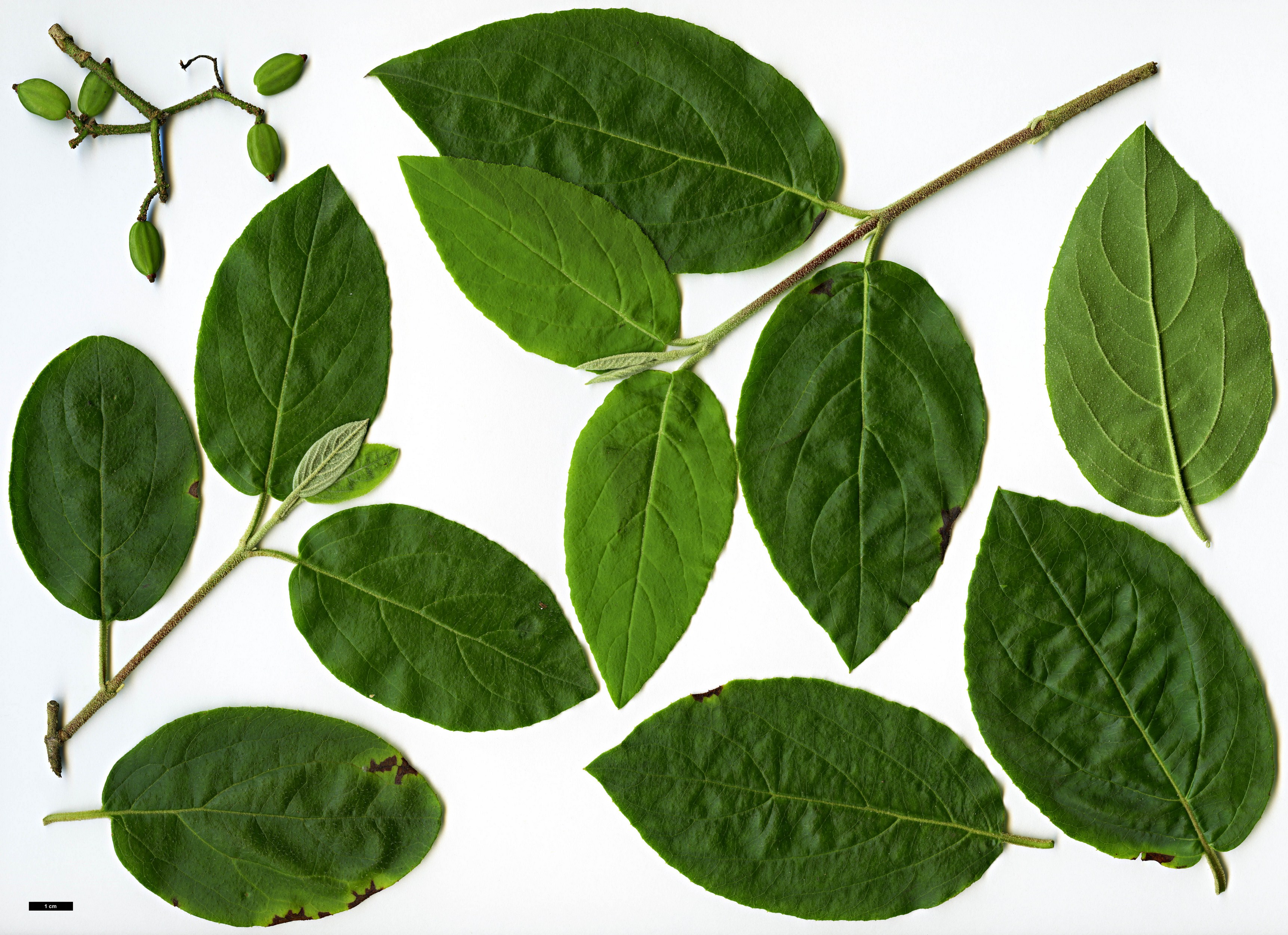 High resolution image: Family: Adoxaceae - Genus: Viburnum - Taxon: macrocephalum