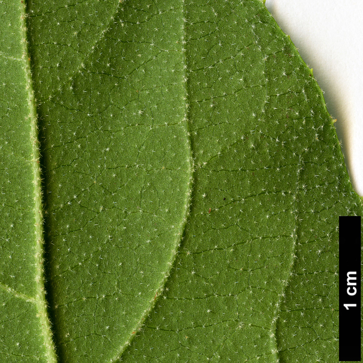 High resolution image: Family: Adoxaceae - Genus: Viburnum - Taxon: macrocephalum