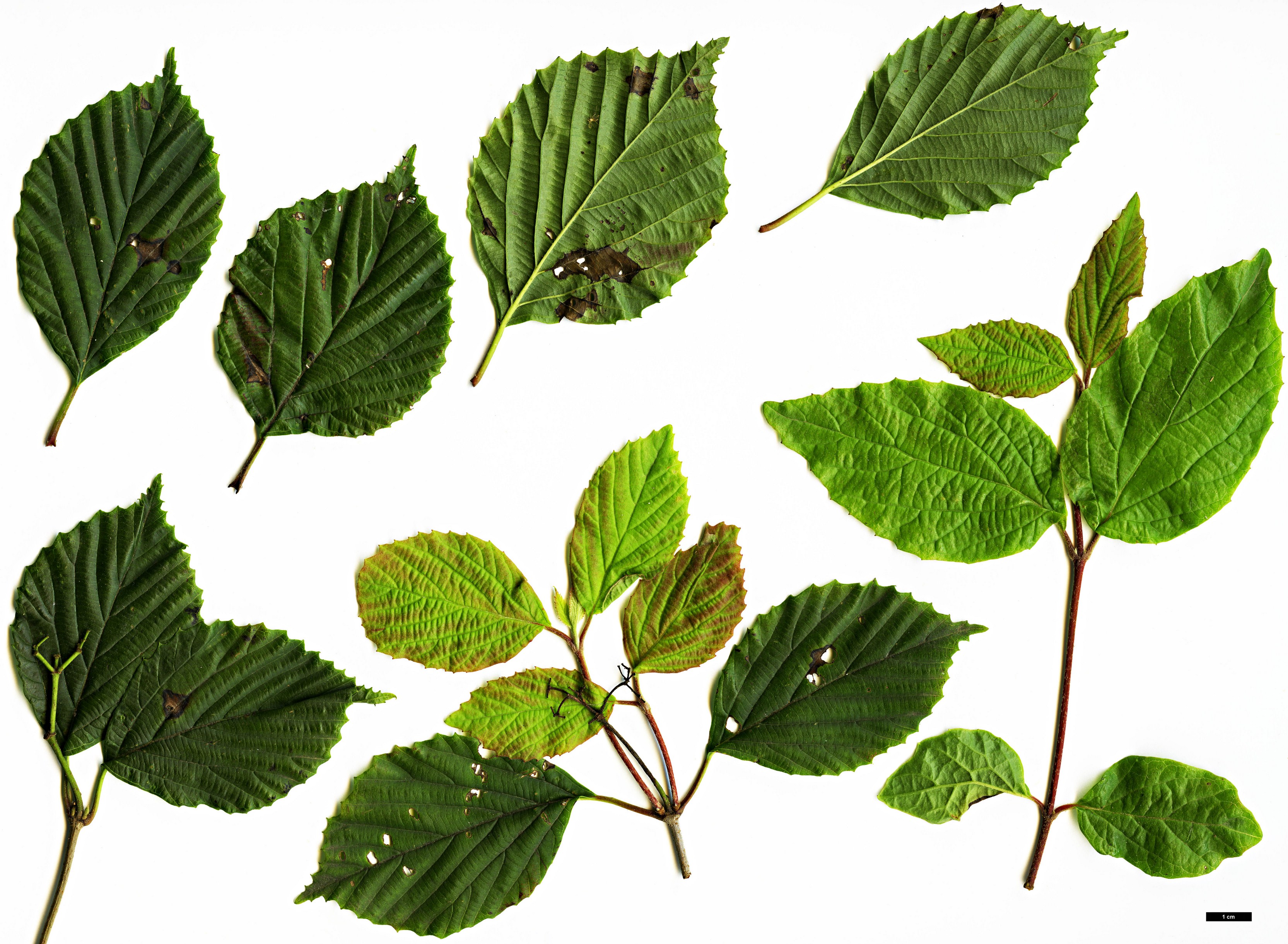 High resolution image: Family: Adoxaceae - Genus: Viburnum - Taxon: melanocarpum