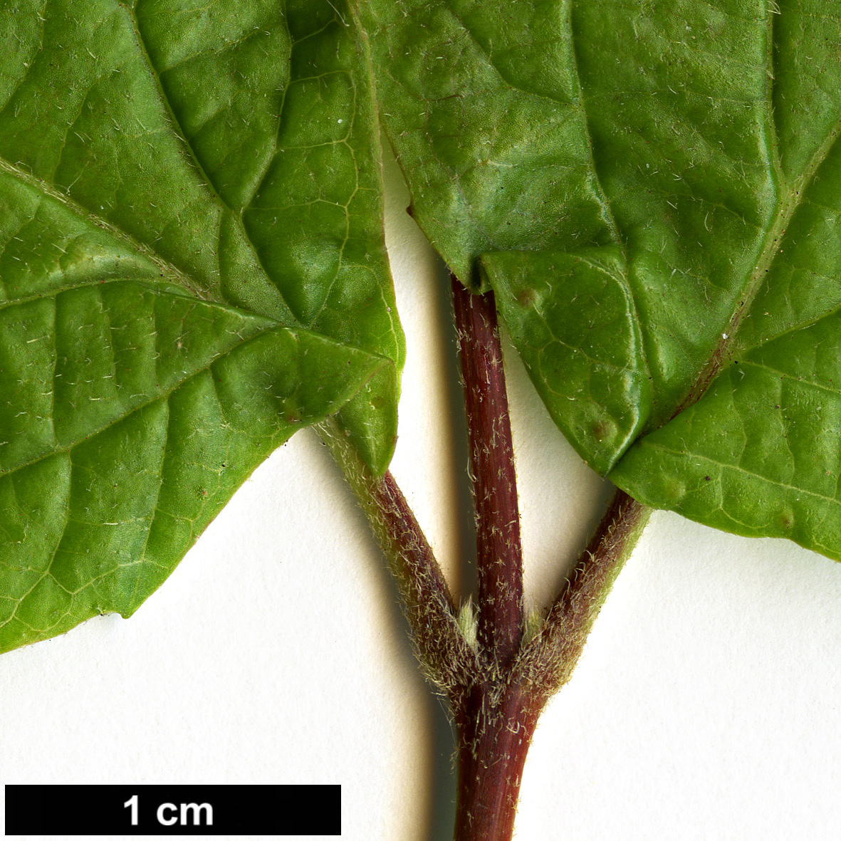 High resolution image: Family: Adoxaceae - Genus: Viburnum - Taxon: melanocarpum