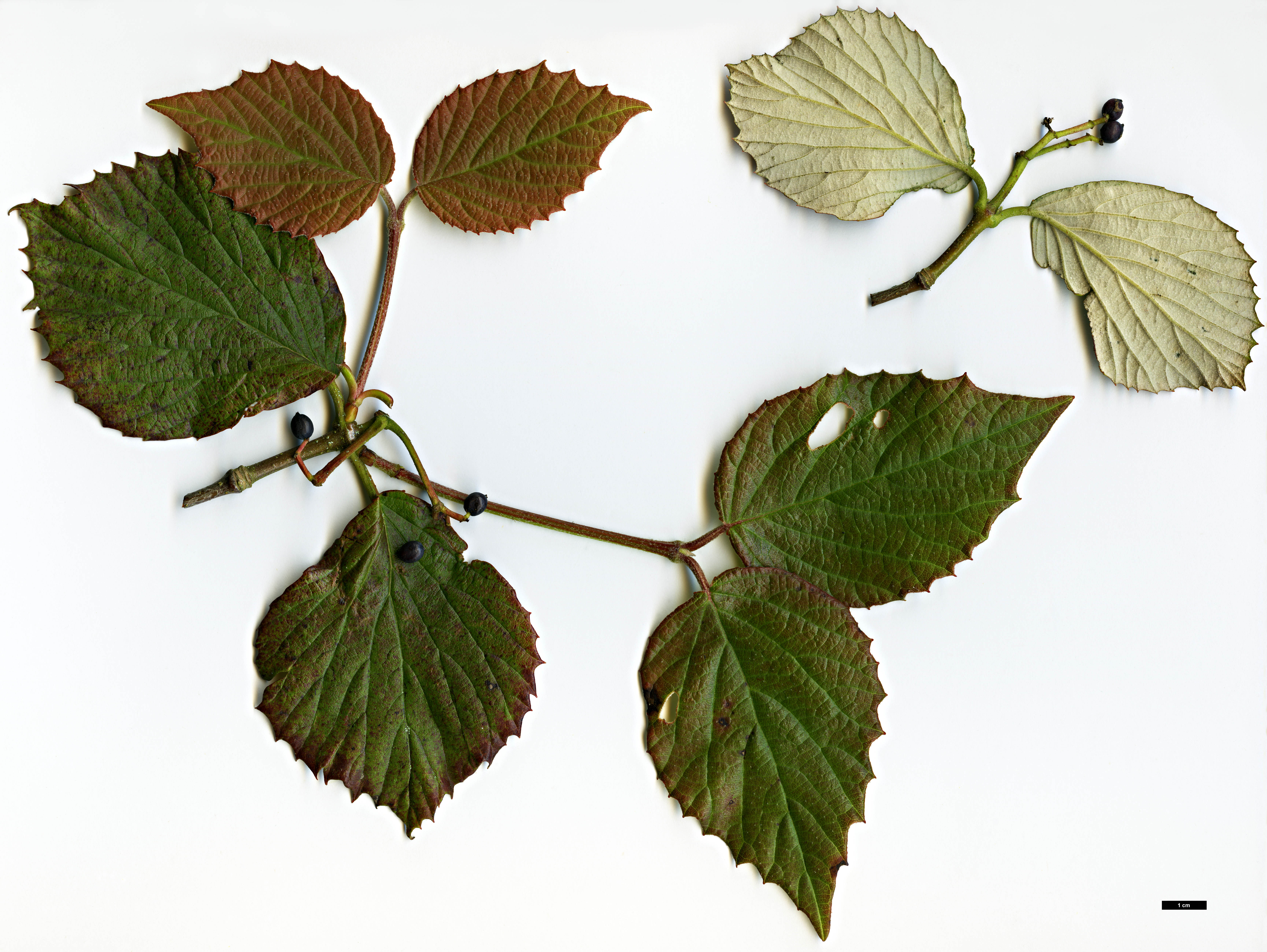 High resolution image: Family: Adoxaceae - Genus: Viburnum - Taxon: microcarpum