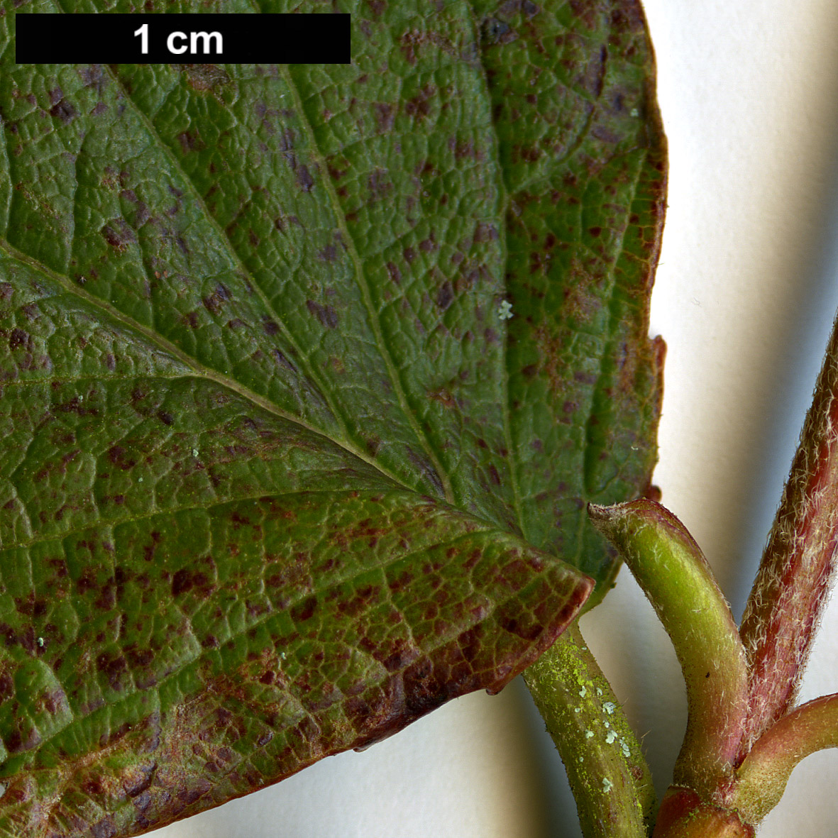 High resolution image: Family: Adoxaceae - Genus: Viburnum - Taxon: microcarpum