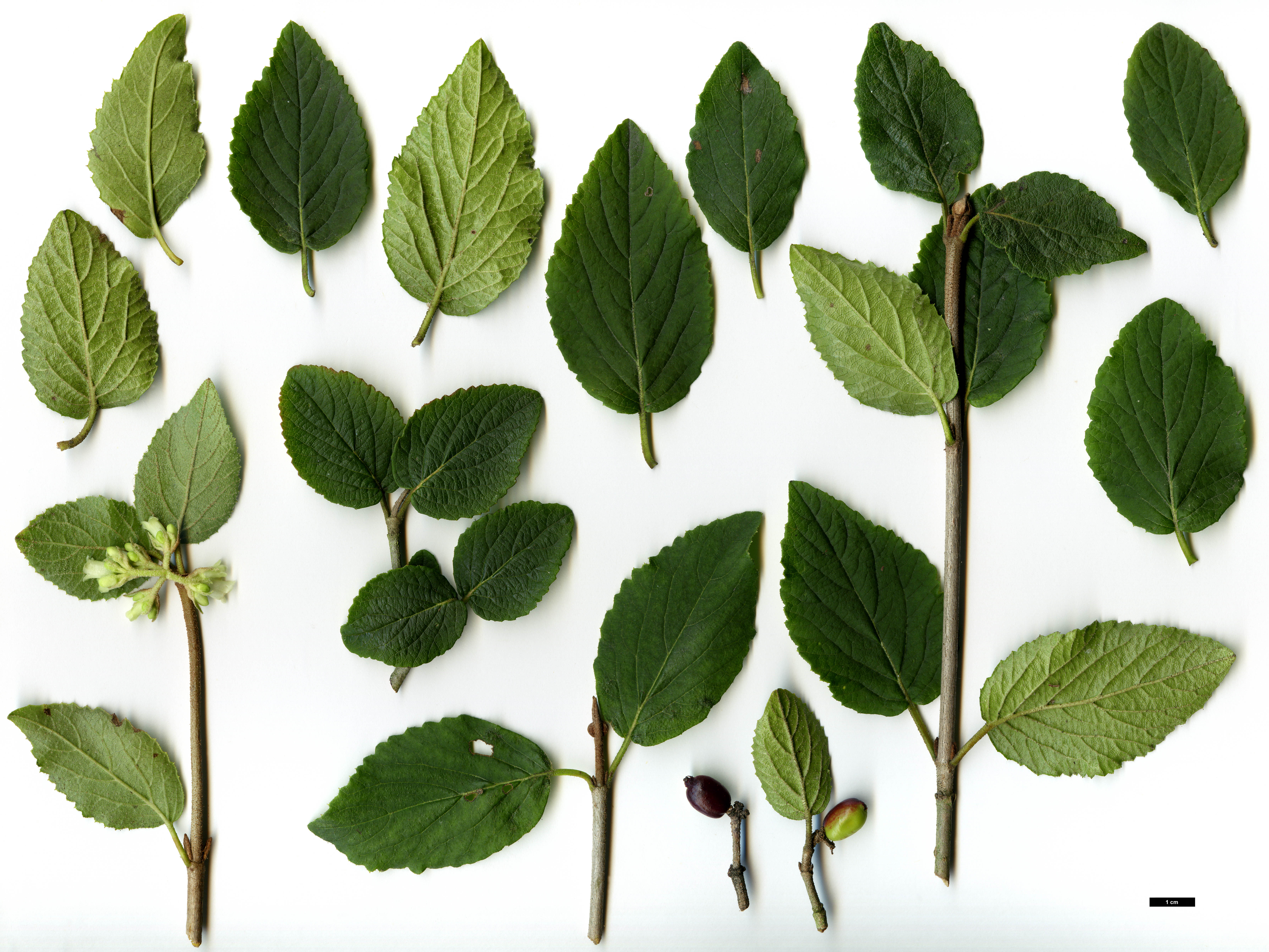 High resolution image: Family: Adoxaceae - Genus: Viburnum - Taxon: mongolicum