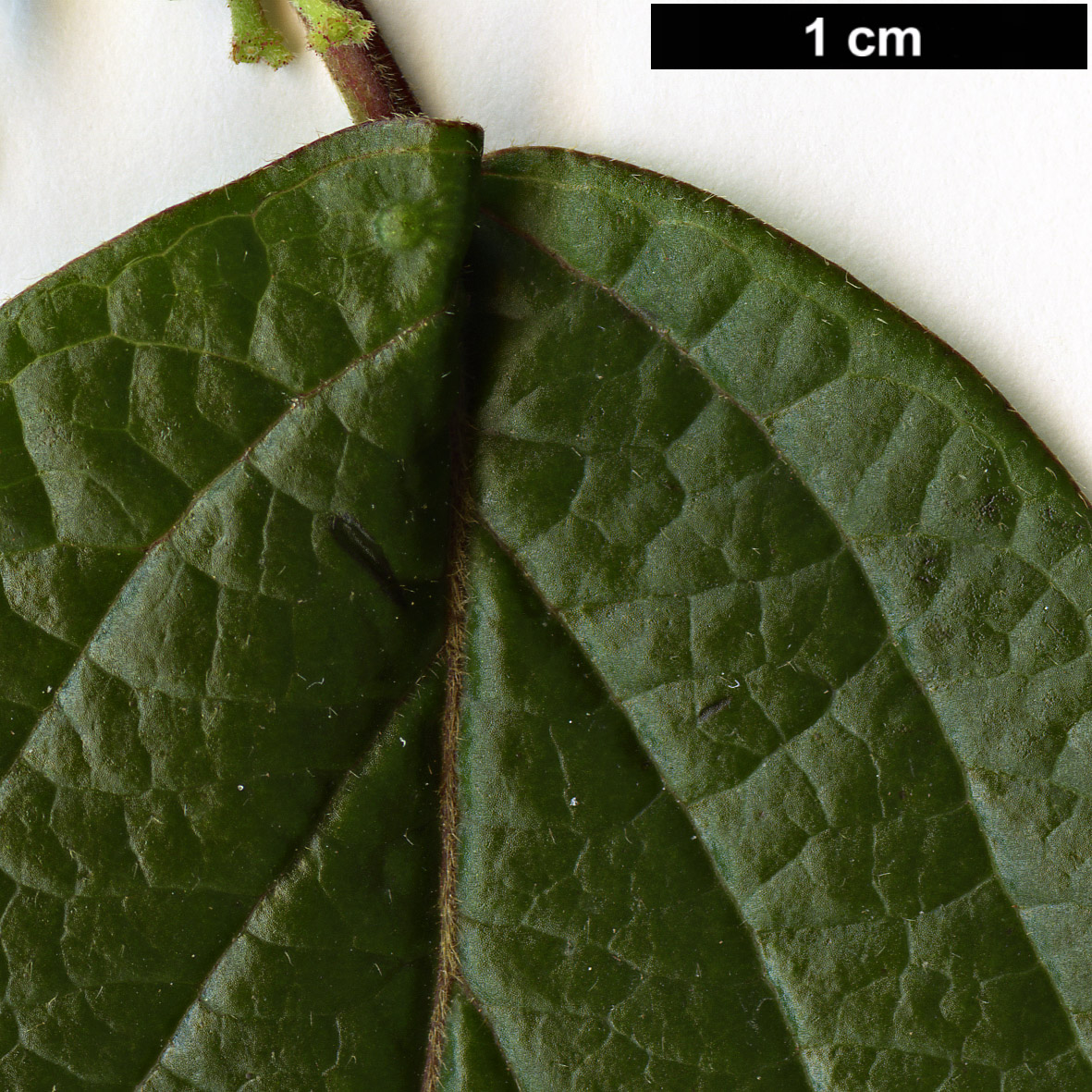 High resolution image: Family: Adoxaceae - Genus: Viburnum - Taxon: mullaha