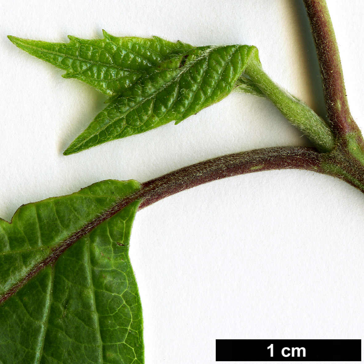 High resolution image: Family: Adoxaceae - Genus: Viburnum - Taxon: mullaha