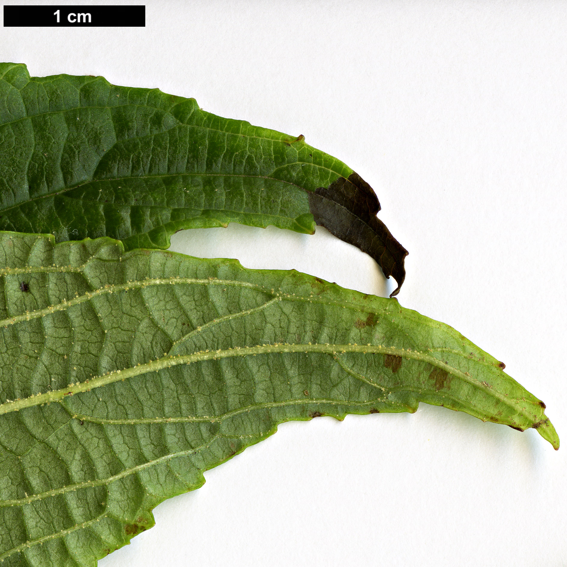 High resolution image: Family: Adoxaceae - Genus: Viburnum - Taxon: nervosum