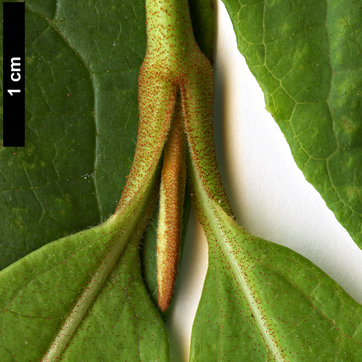 High resolution image: Family: Adoxaceae - Genus: Viburnum - Taxon: nudum