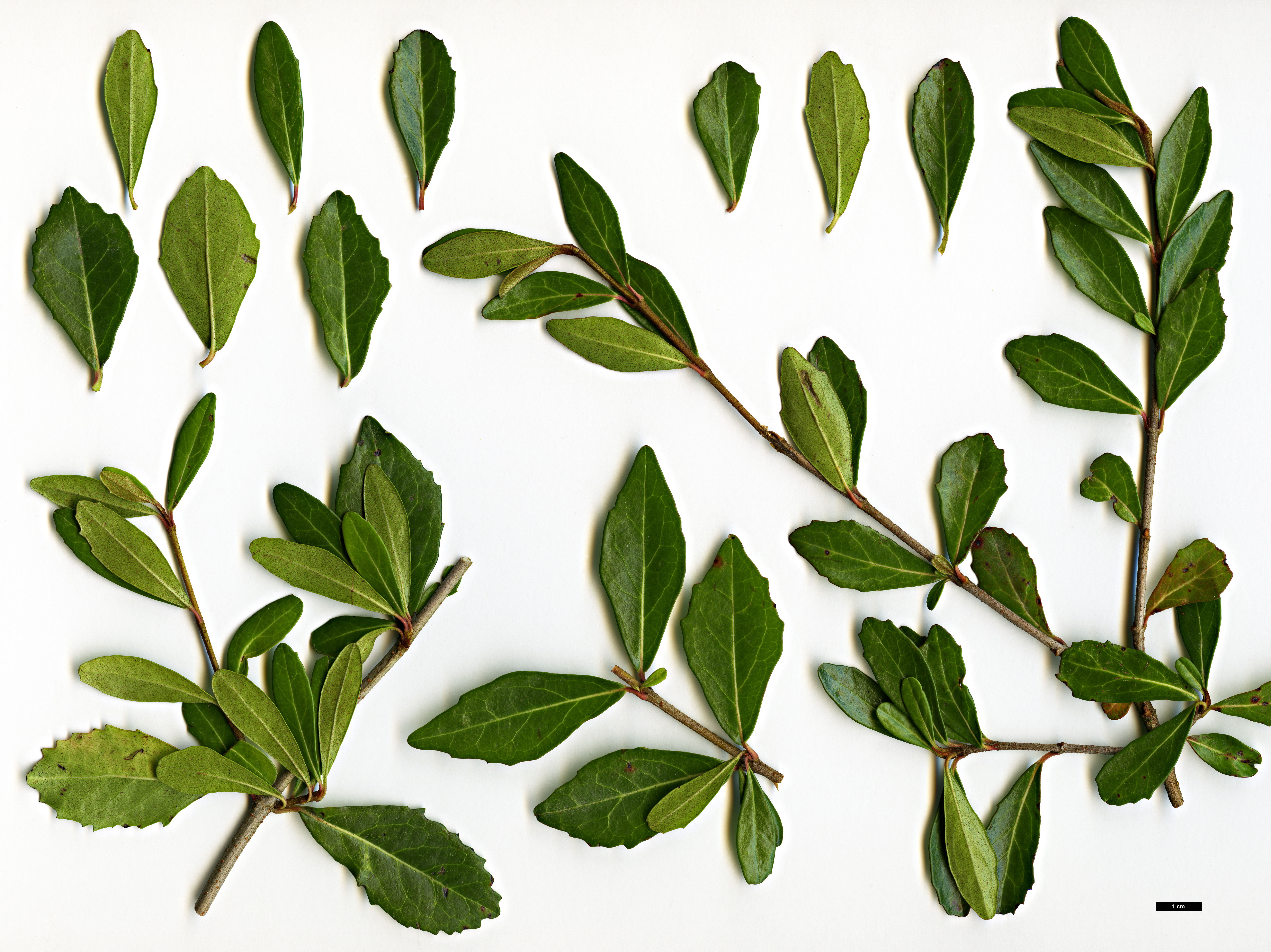High resolution image: Family: Adoxaceae - Genus: Viburnum - Taxon: obovatum