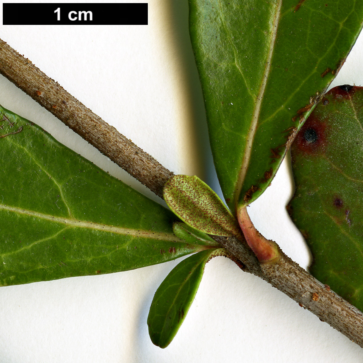 High resolution image: Family: Adoxaceae - Genus: Viburnum - Taxon: obovatum
