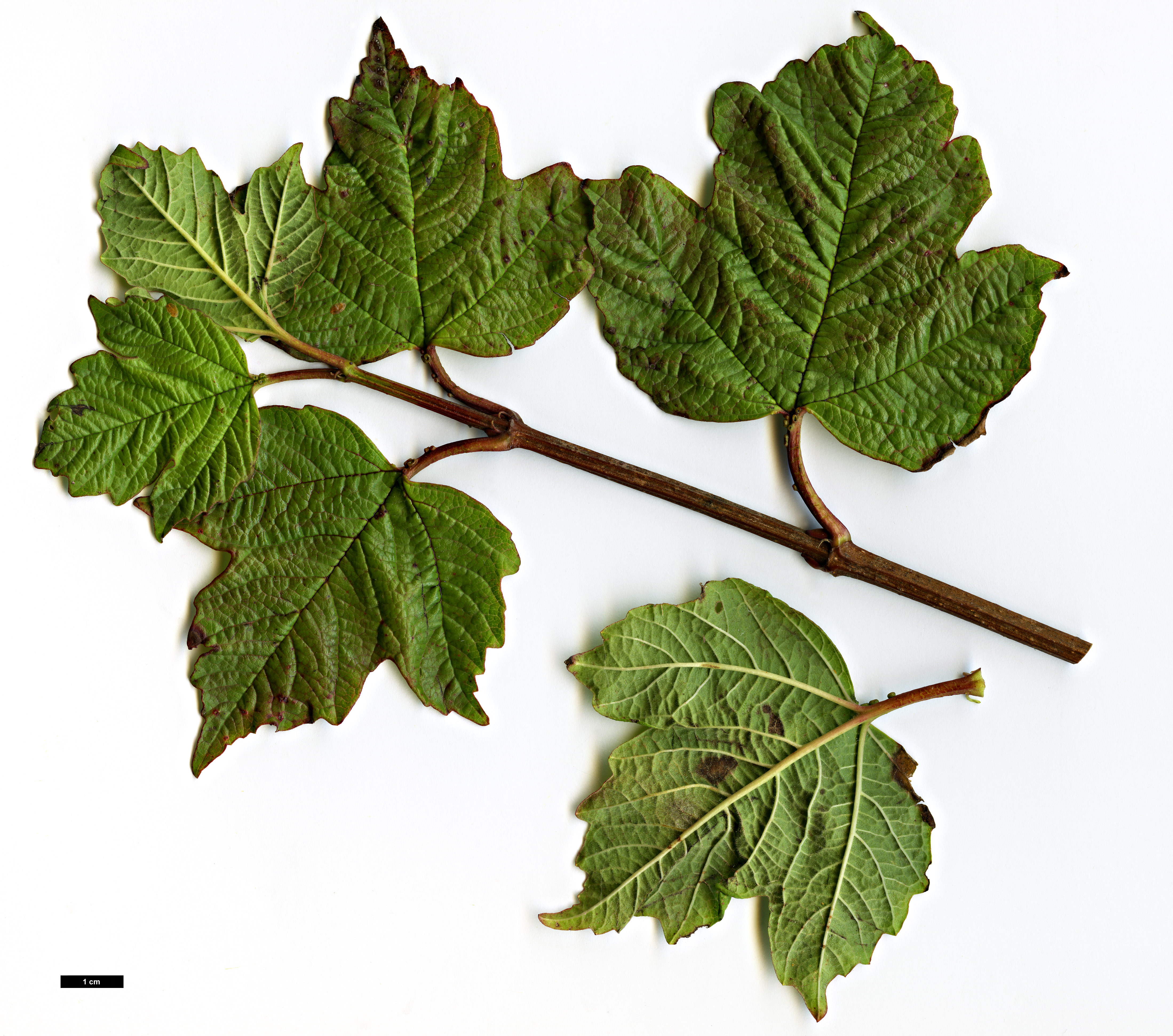 High resolution image: Family: Adoxaceae - Genus: Viburnum - Taxon: opulus