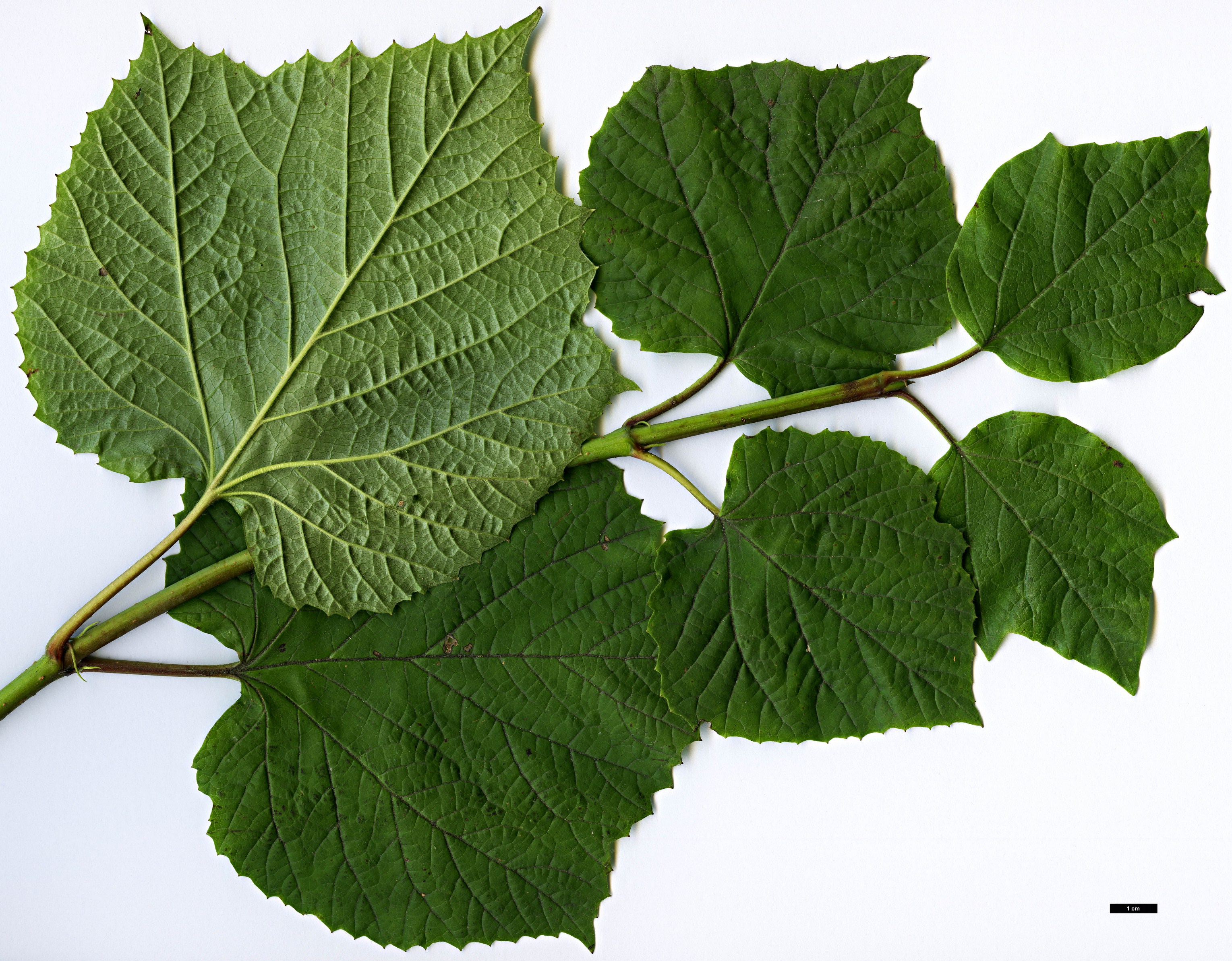 High resolution image: Family: Adoxaceae - Genus: Viburnum - Taxon: orientale