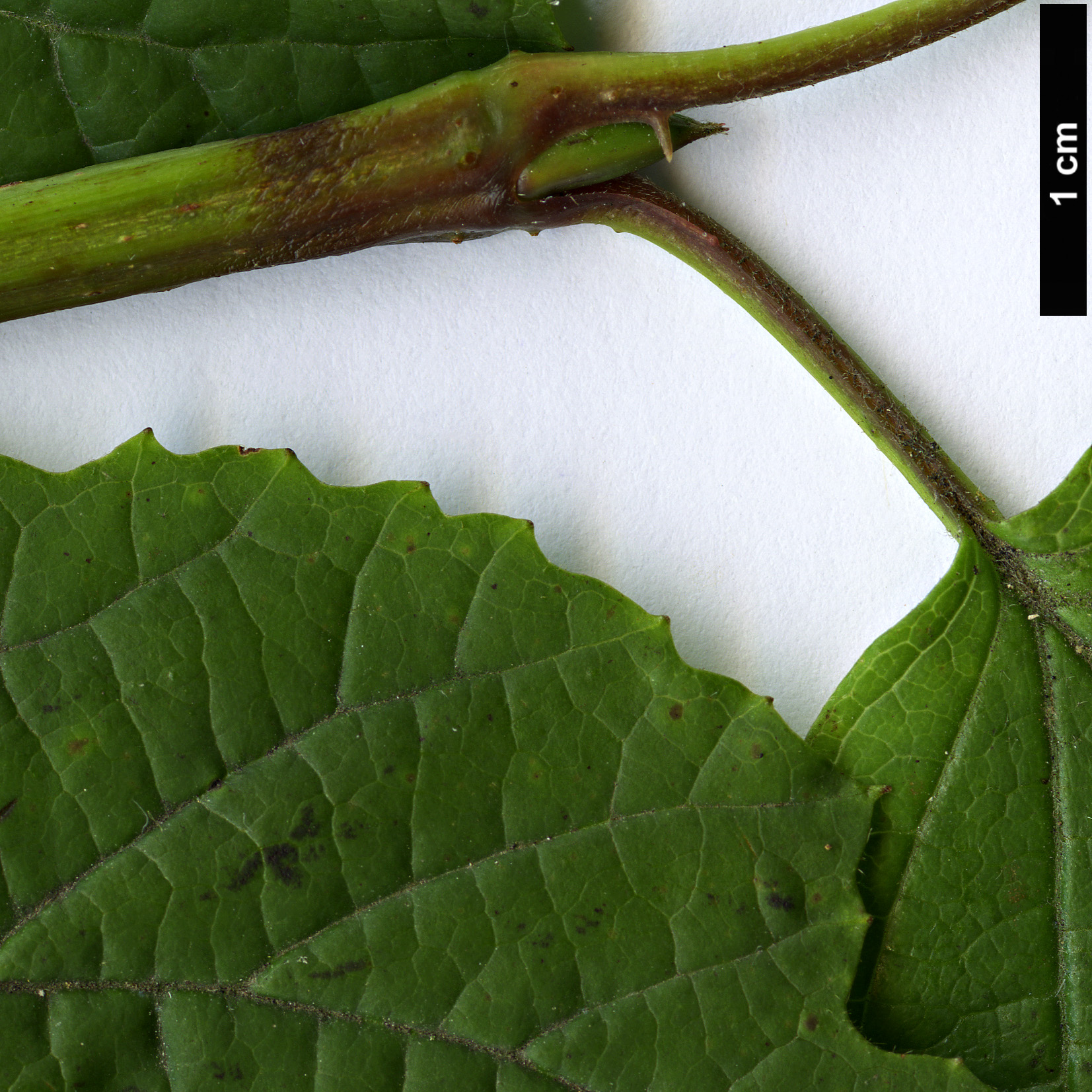 High resolution image: Family: Adoxaceae - Genus: Viburnum - Taxon: orientale