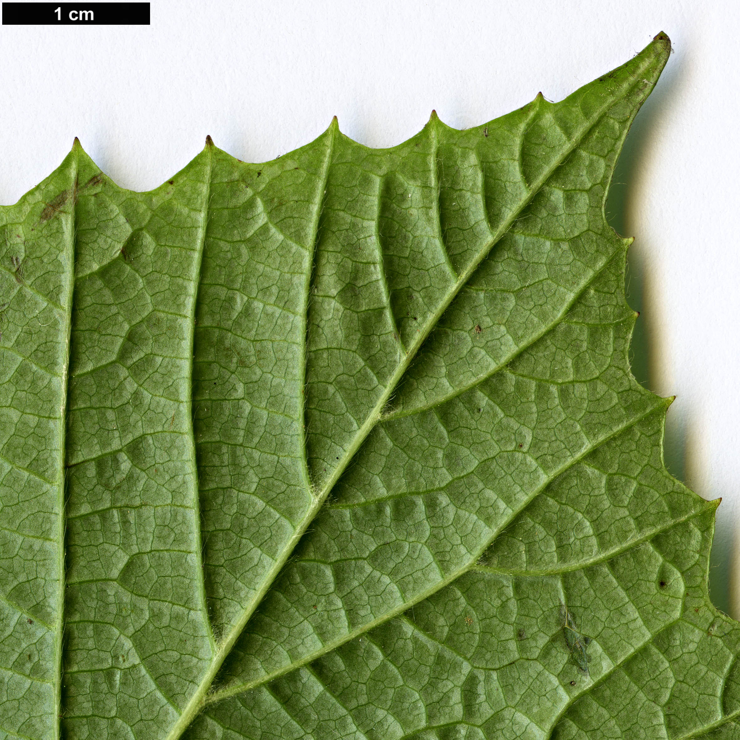 High resolution image: Family: Adoxaceae - Genus: Viburnum - Taxon: orientale
