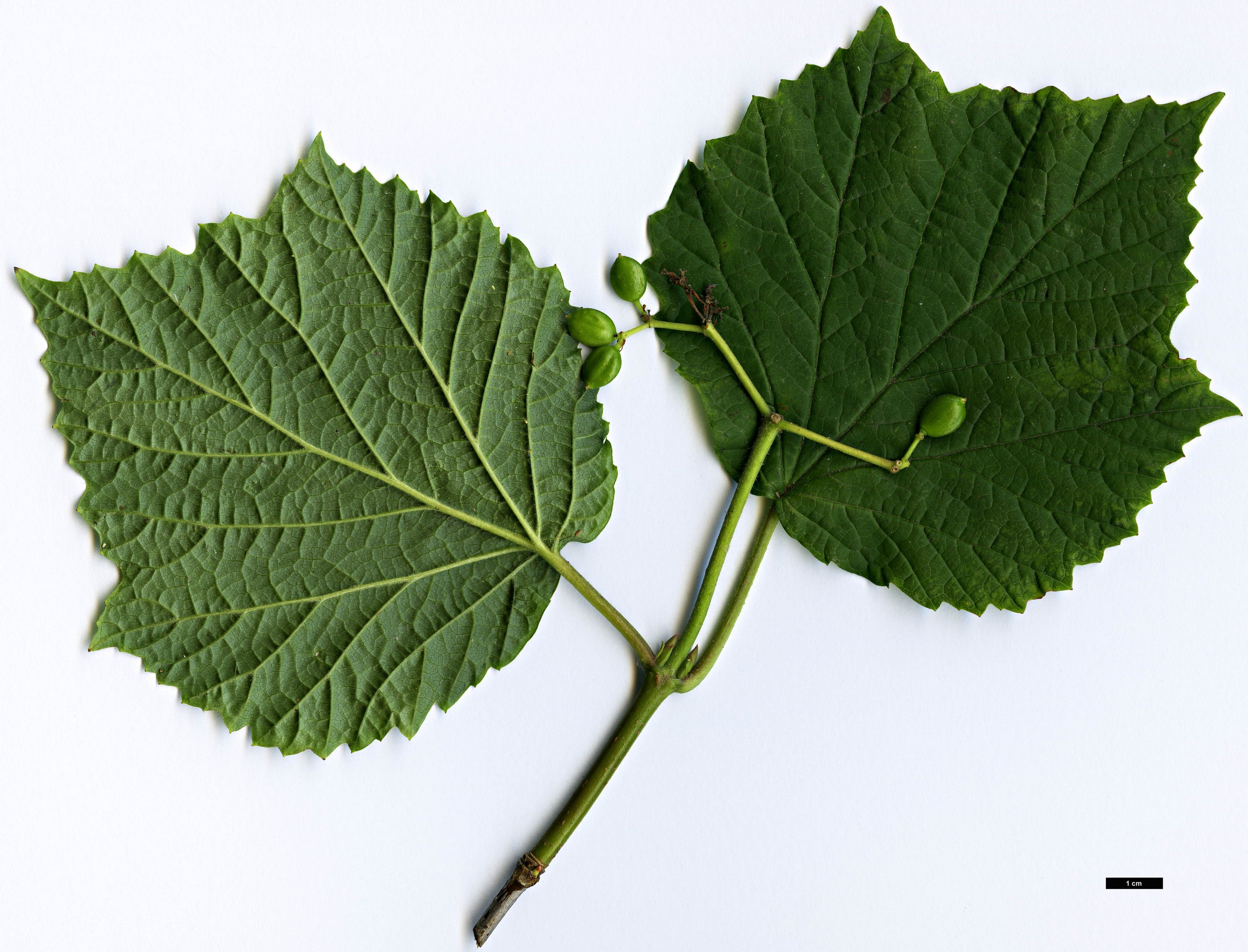 High resolution image: Family: Adoxaceae - Genus: Viburnum - Taxon: orientale