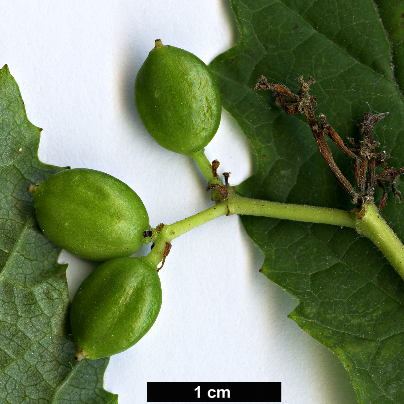 High resolution image: Family: Adoxaceae - Genus: Viburnum - Taxon: orientale