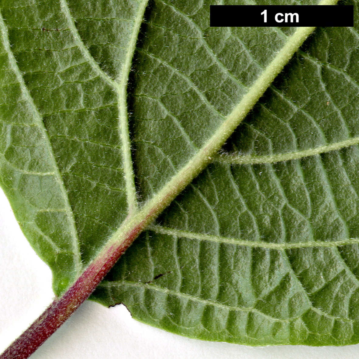 High resolution image: Family: Adoxaceae - Genus: Viburnum - Taxon: ovatifolium