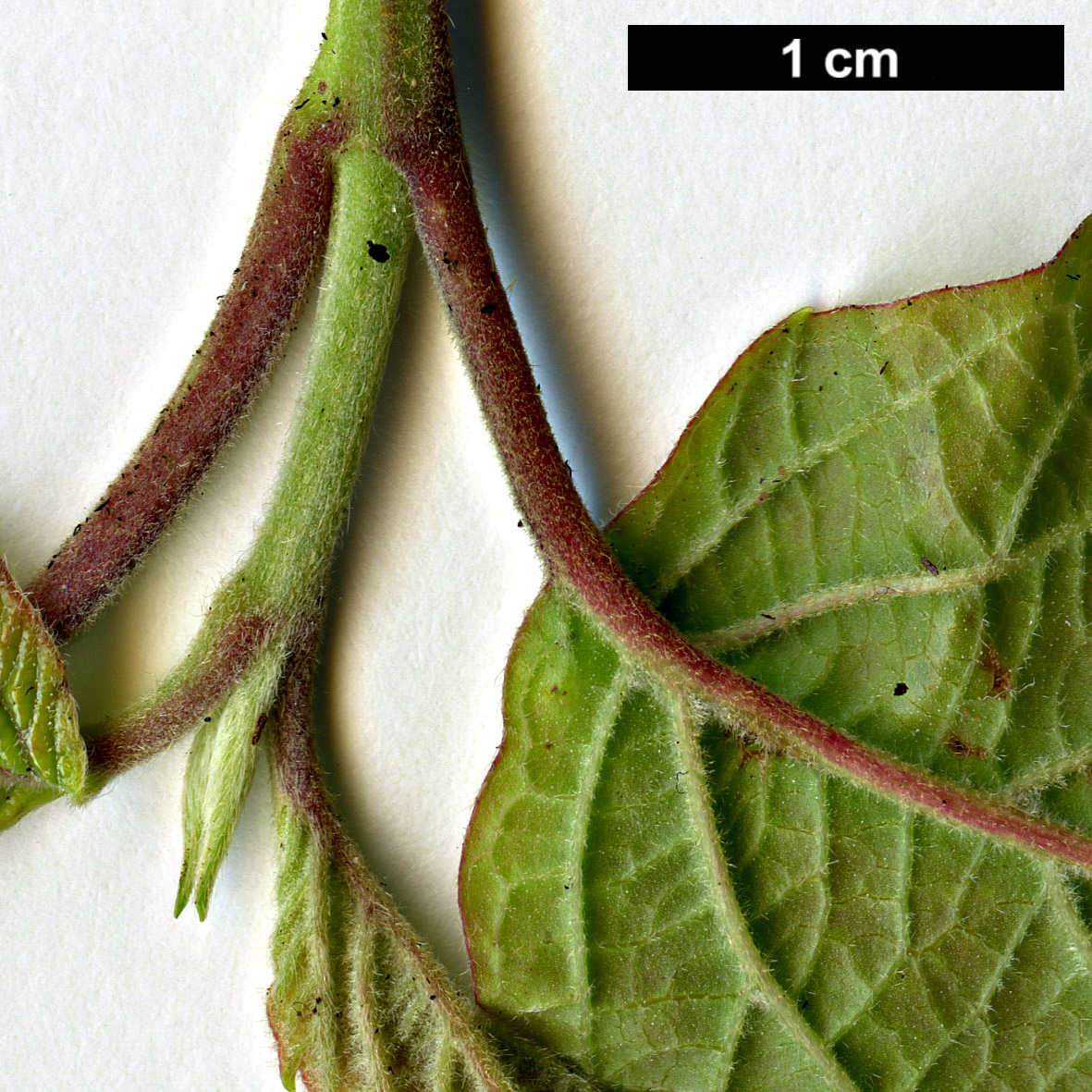 High resolution image: Family: Adoxaceae - Genus: Viburnum - Taxon: ovatifolium