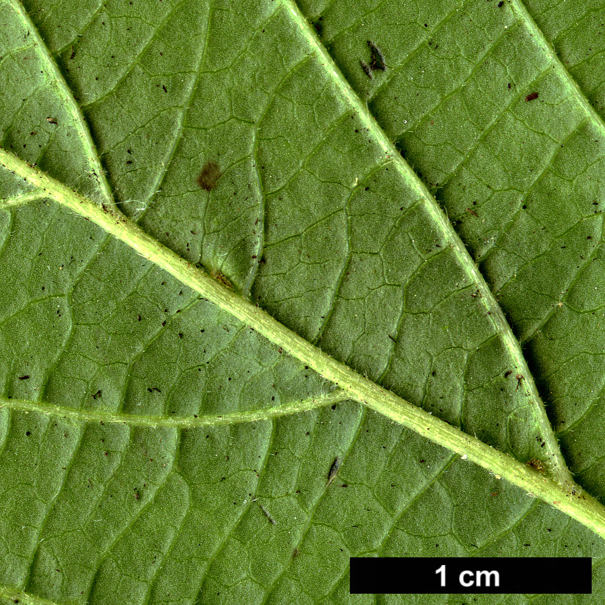 High resolution image: Family: Adoxaceae - Genus: Viburnum - Taxon: ovatifolium
