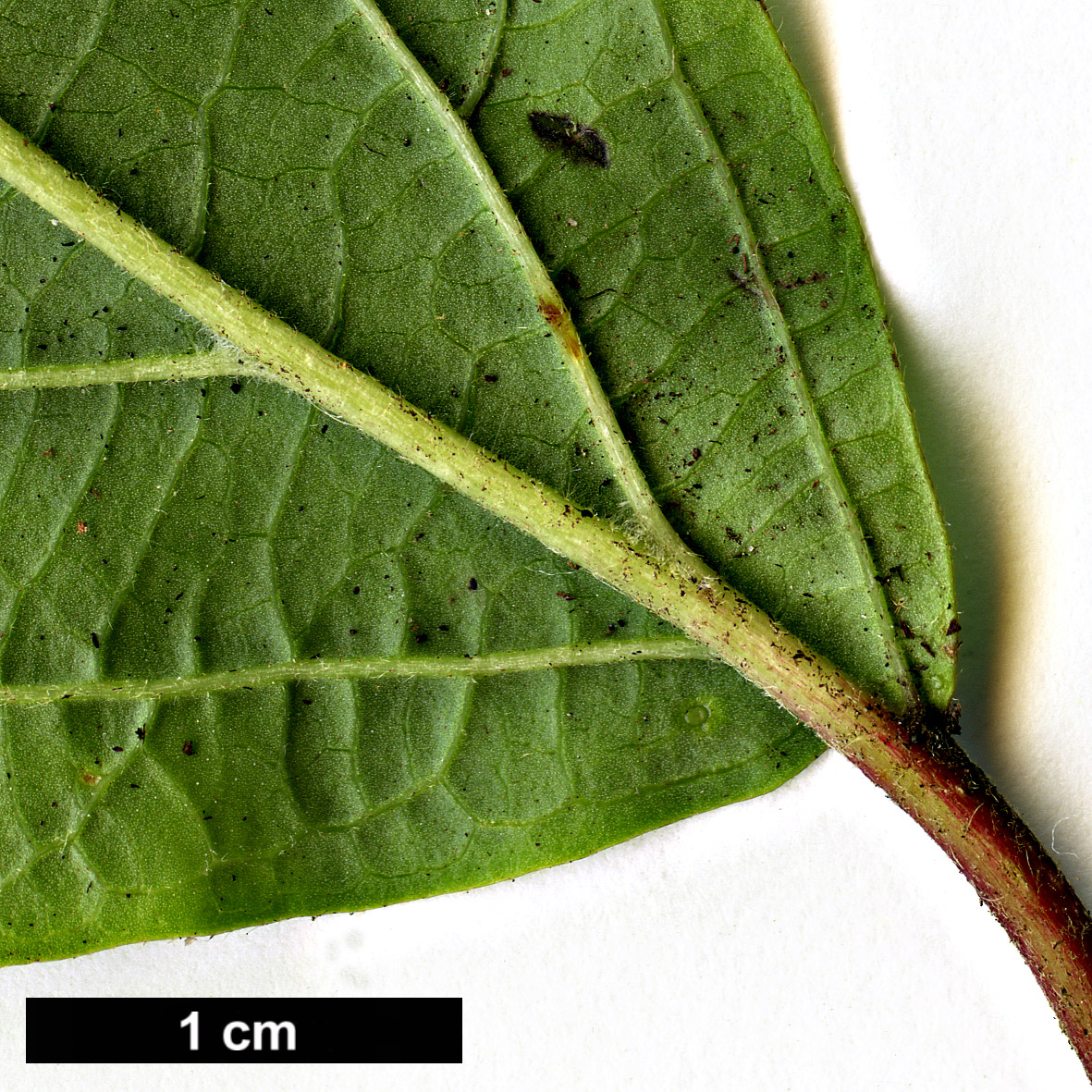 High resolution image: Family: Adoxaceae - Genus: Viburnum - Taxon: ovatifolium