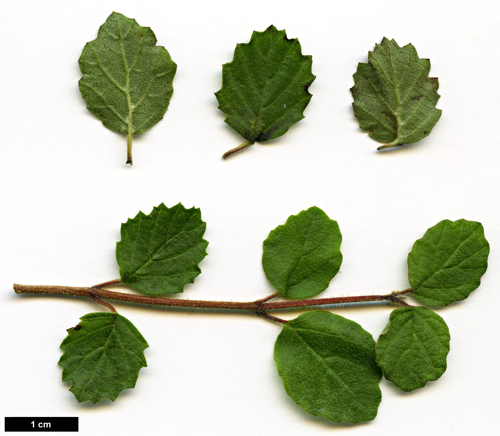 High resolution image: Family: Adoxaceae - Genus: Viburnum - Taxon: parvifolium