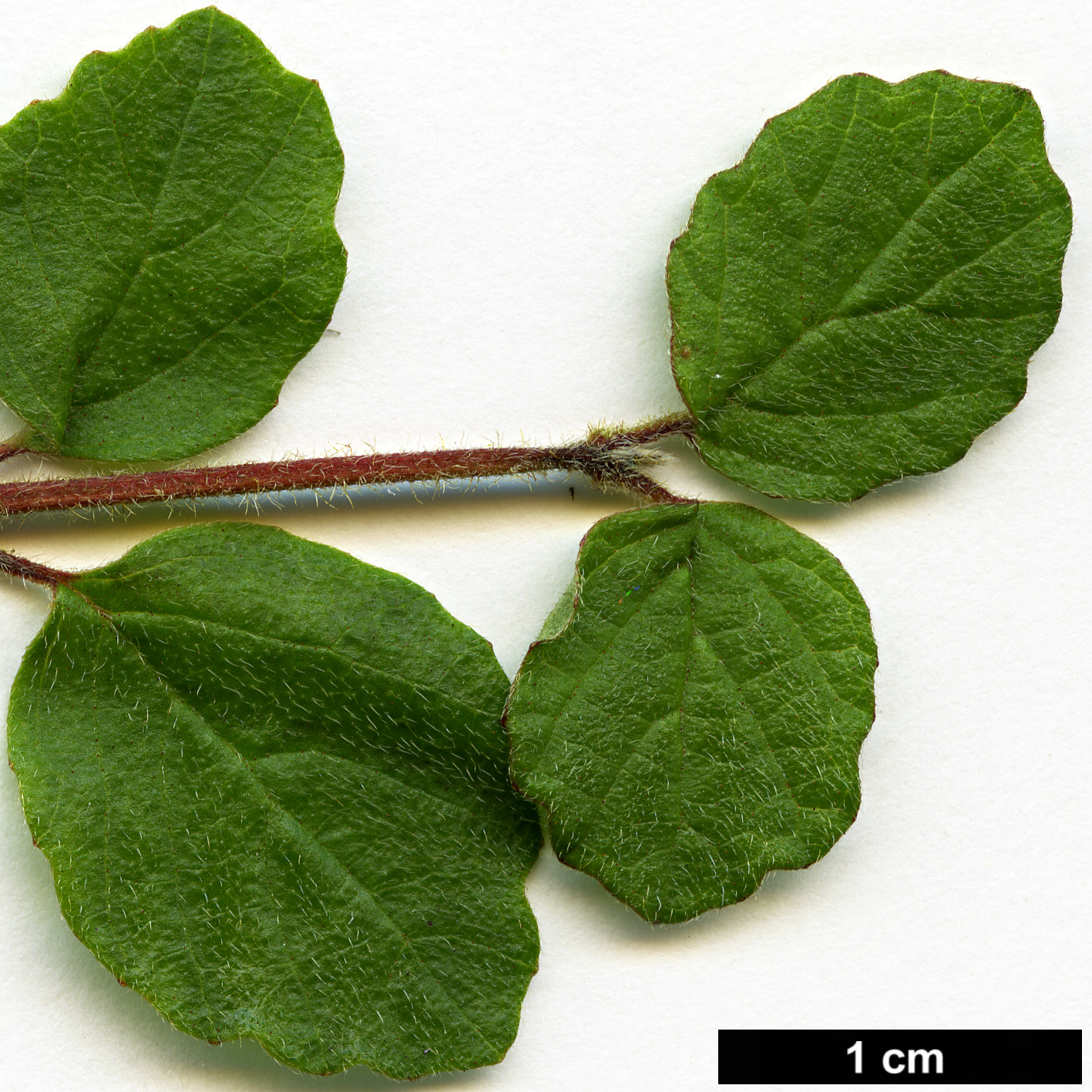 High resolution image: Family: Adoxaceae - Genus: Viburnum - Taxon: parvifolium
