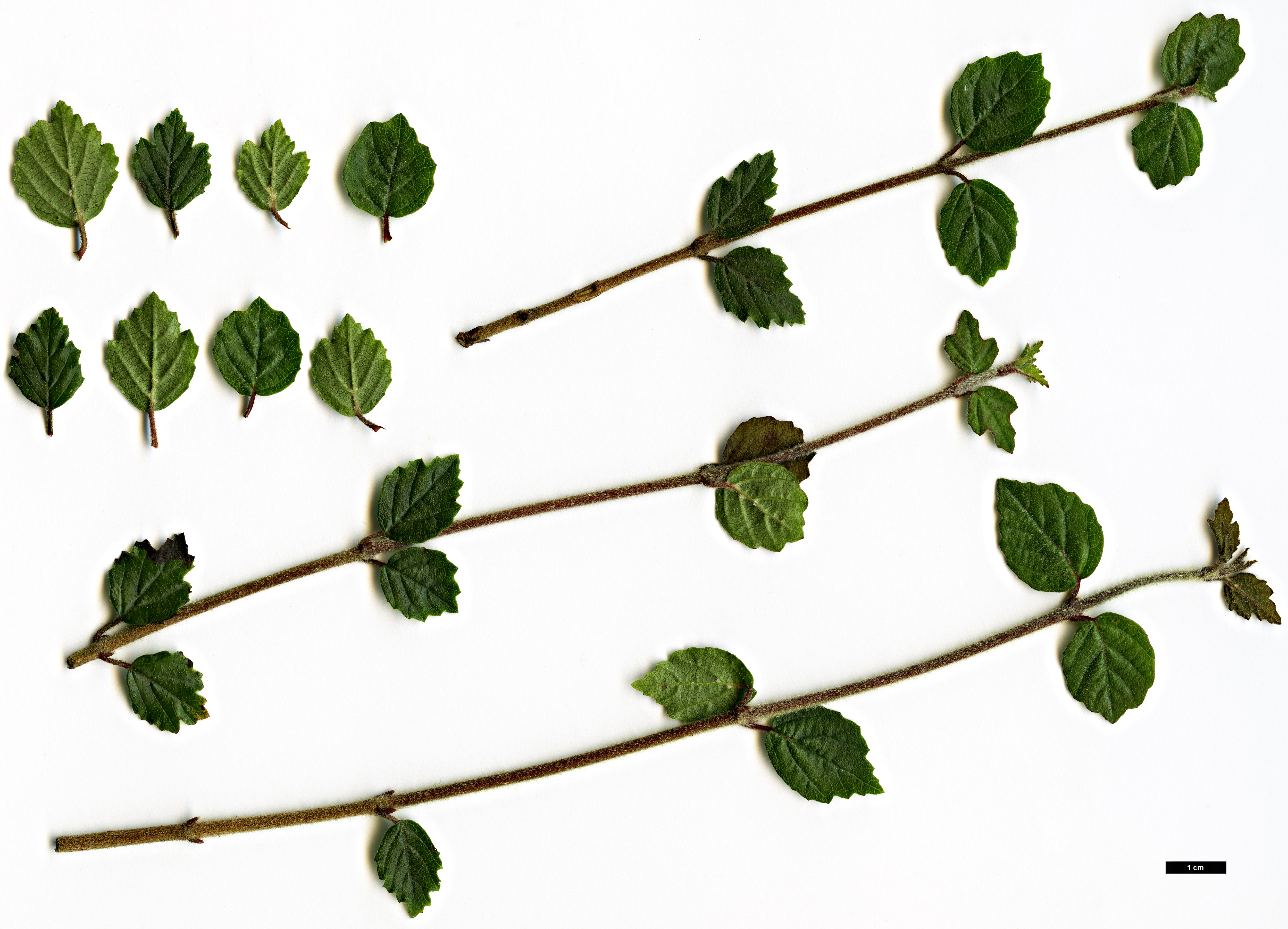 High resolution image: Family: Adoxaceae - Genus: Viburnum - Taxon: parvifolium