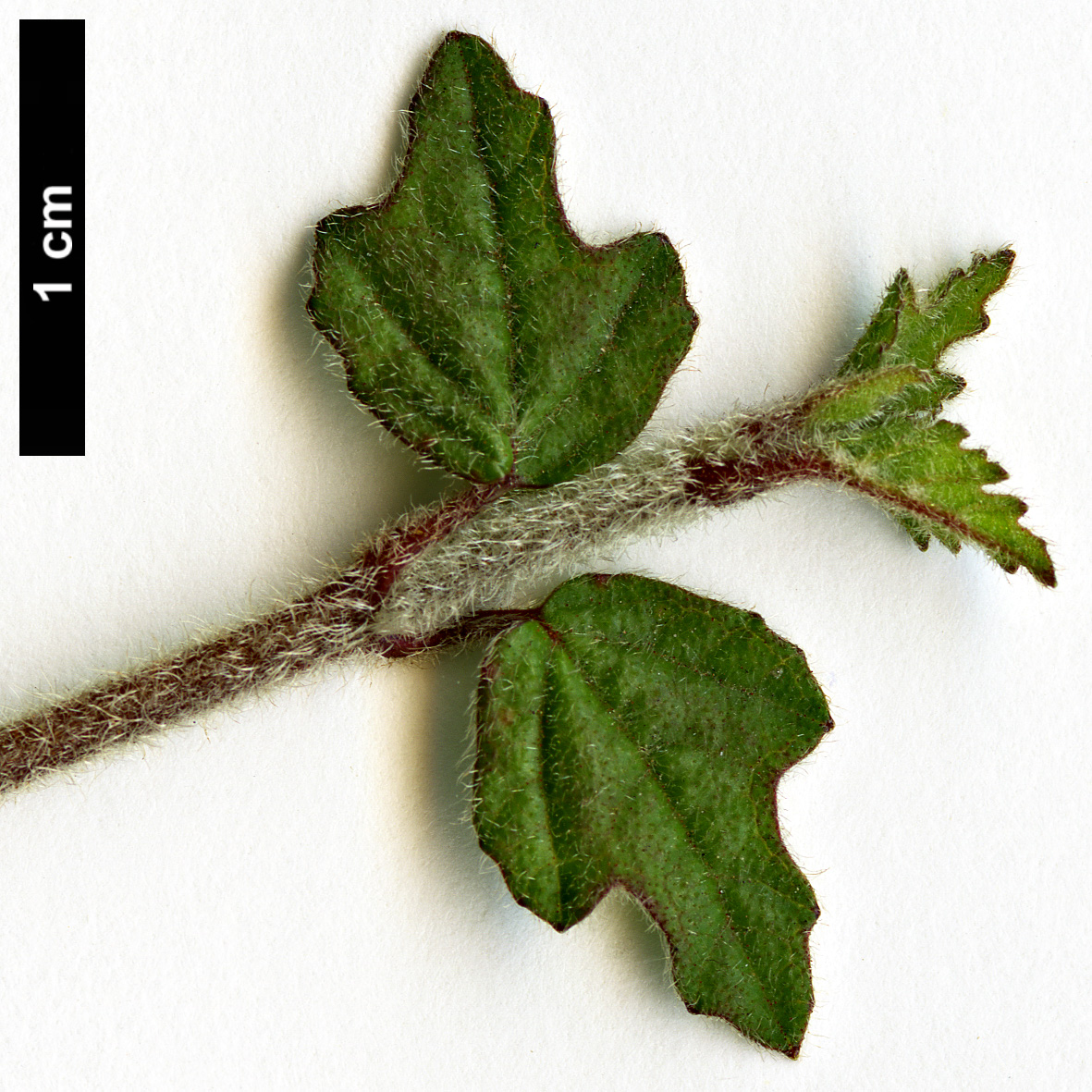 High resolution image: Family: Adoxaceae - Genus: Viburnum - Taxon: parvifolium